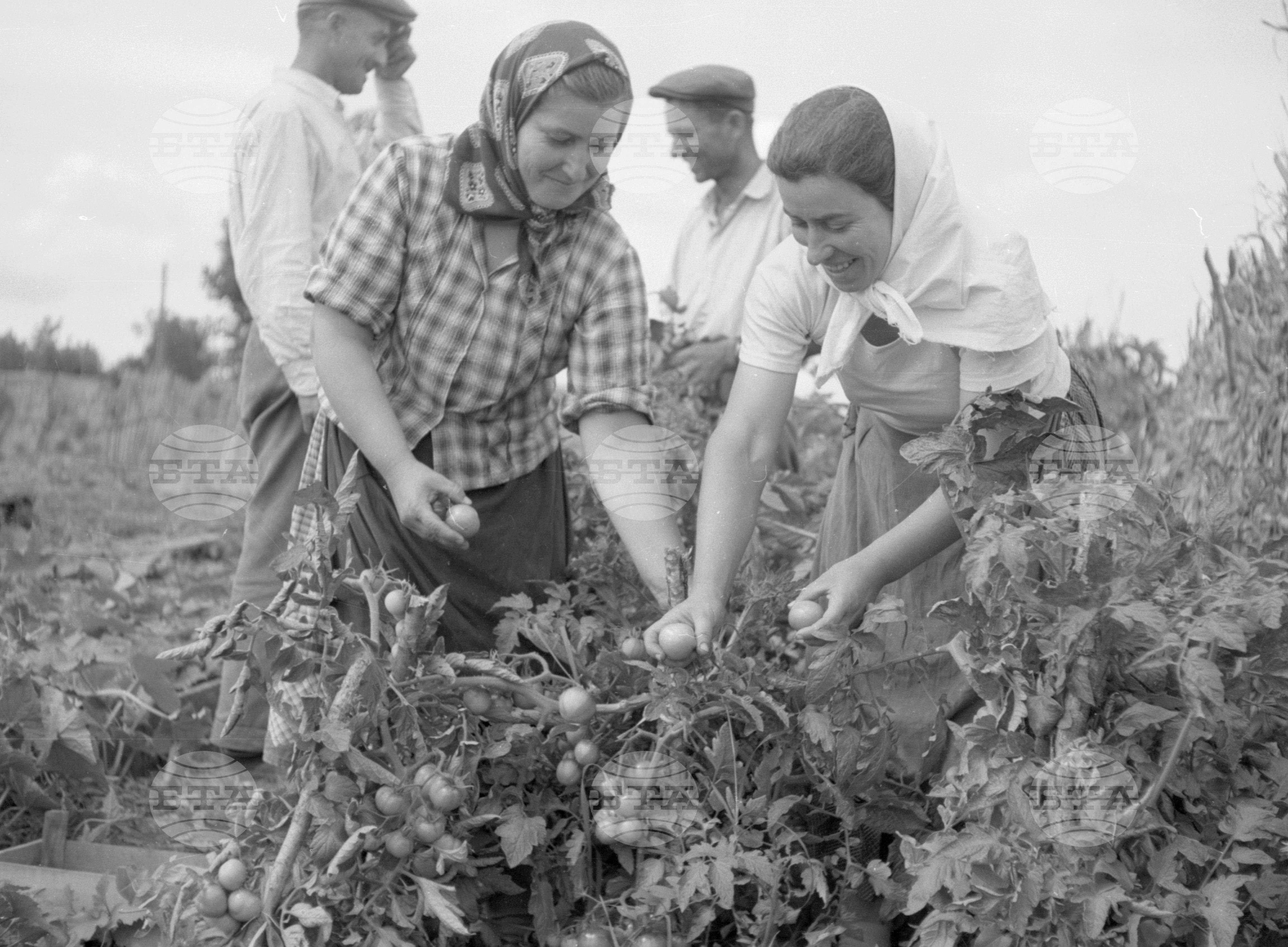 Снимки от Видински окръг - 1963
