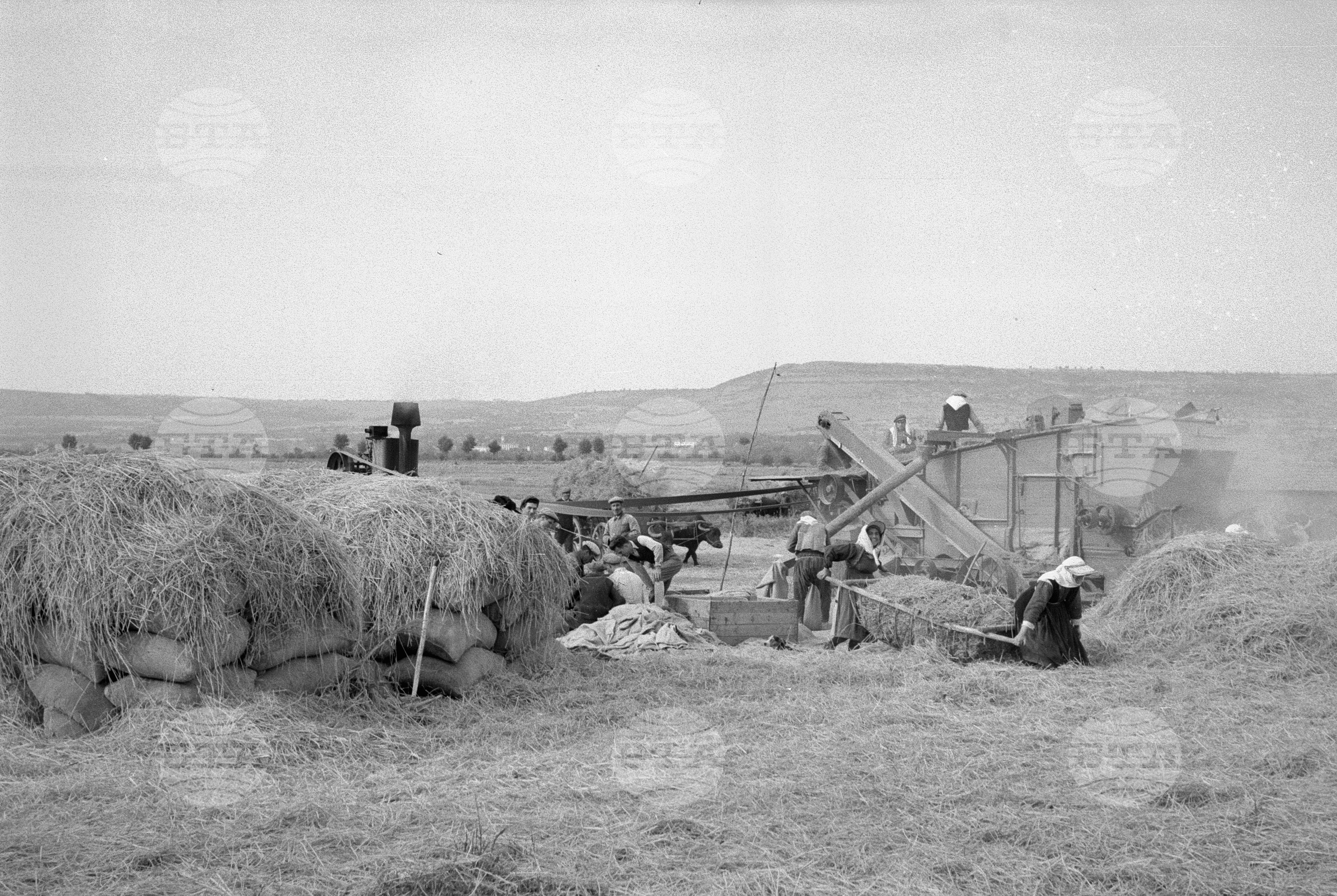 Жътва на ориз. Вършитба на ориз в Павликени - 1953 година