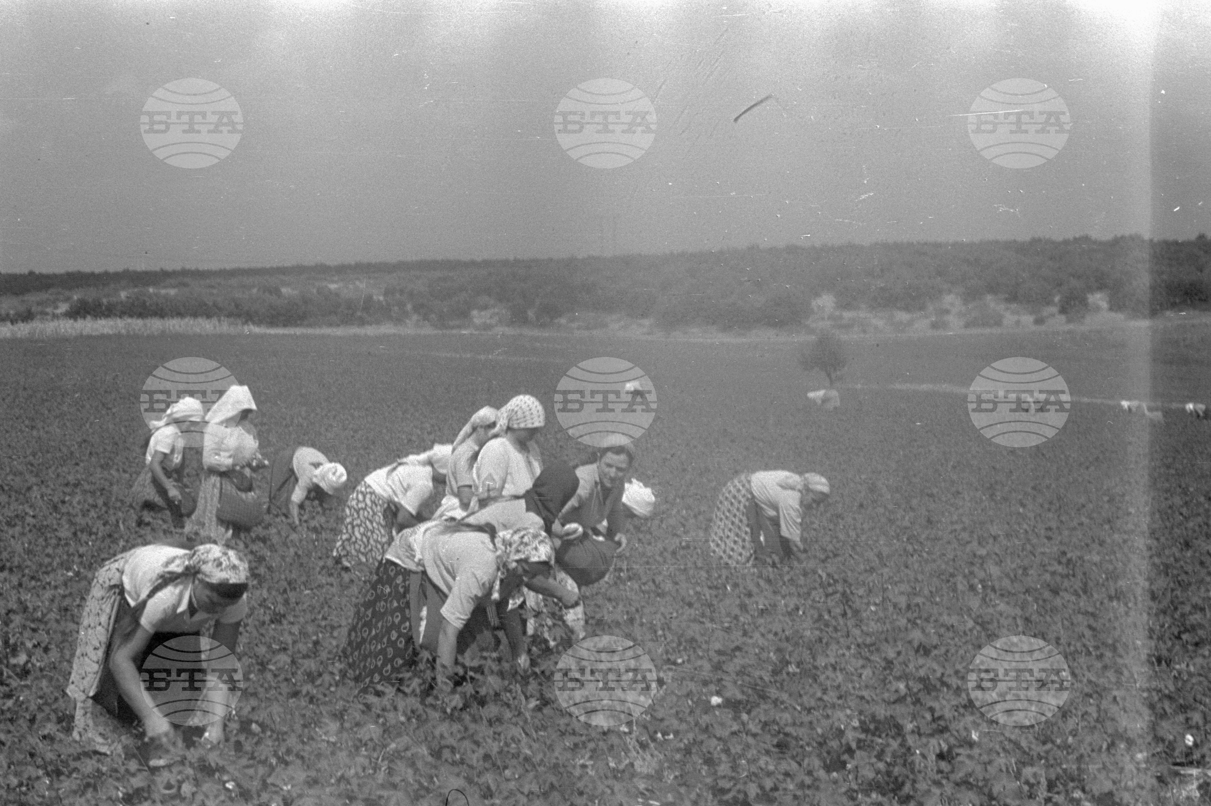 Трудово кооперативно земеделско стопанство (ТКЗС) село Гълъбово, Старозагорско