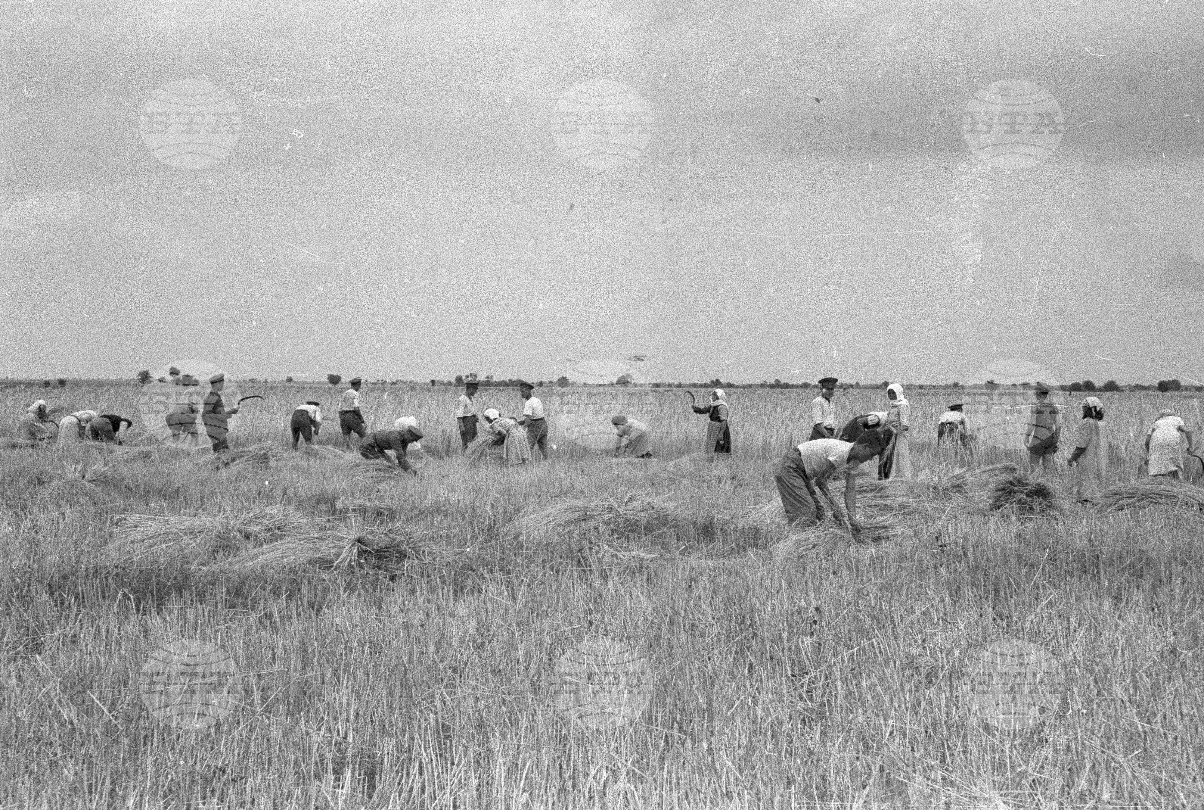 Жътва в Голямо Конаре (дн. гр. Съединение), 1951