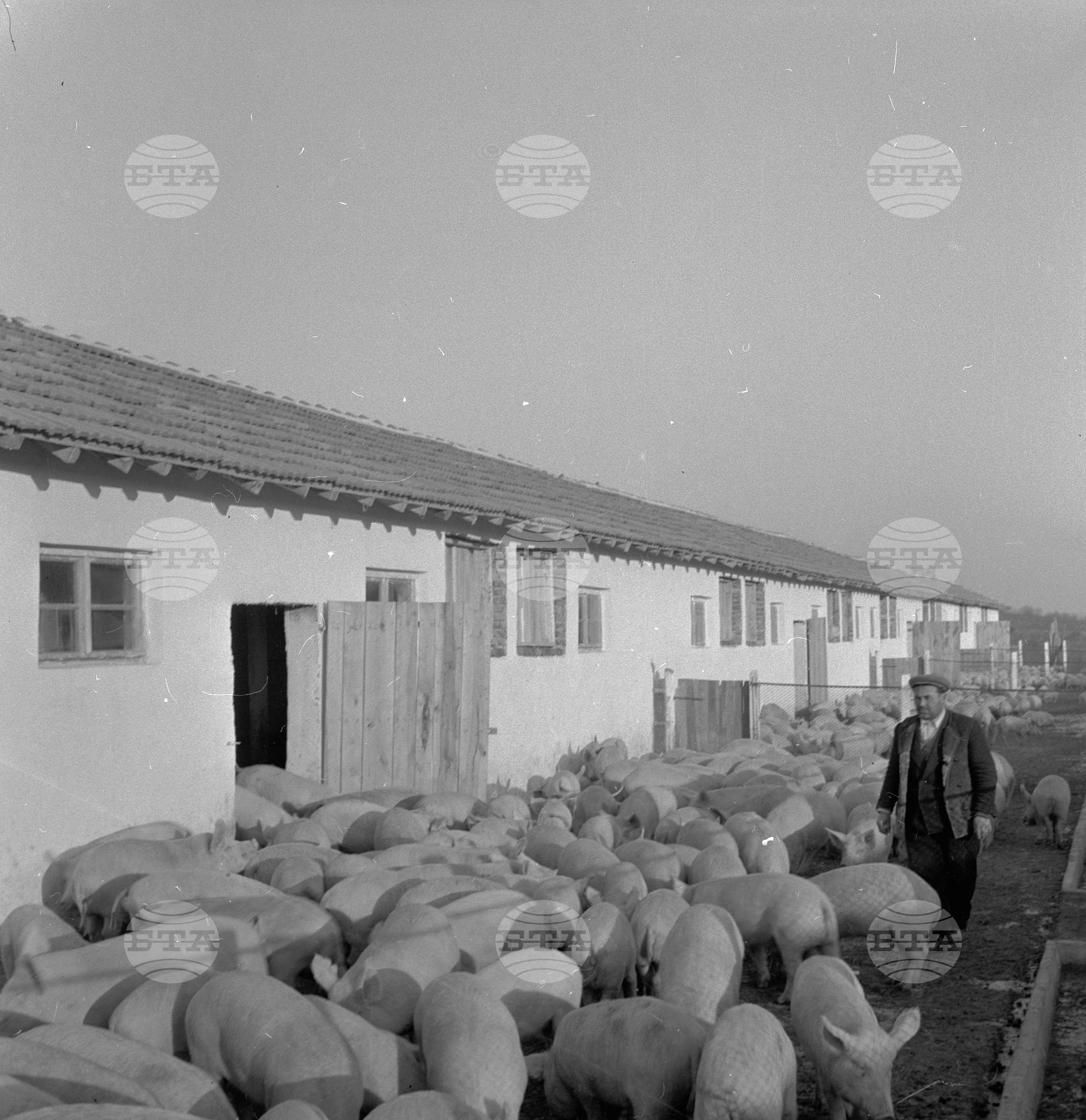 В новия модерен свинарник на ТКЗС в село Ковачица, Михайловградски окръг (днес област Монтана)