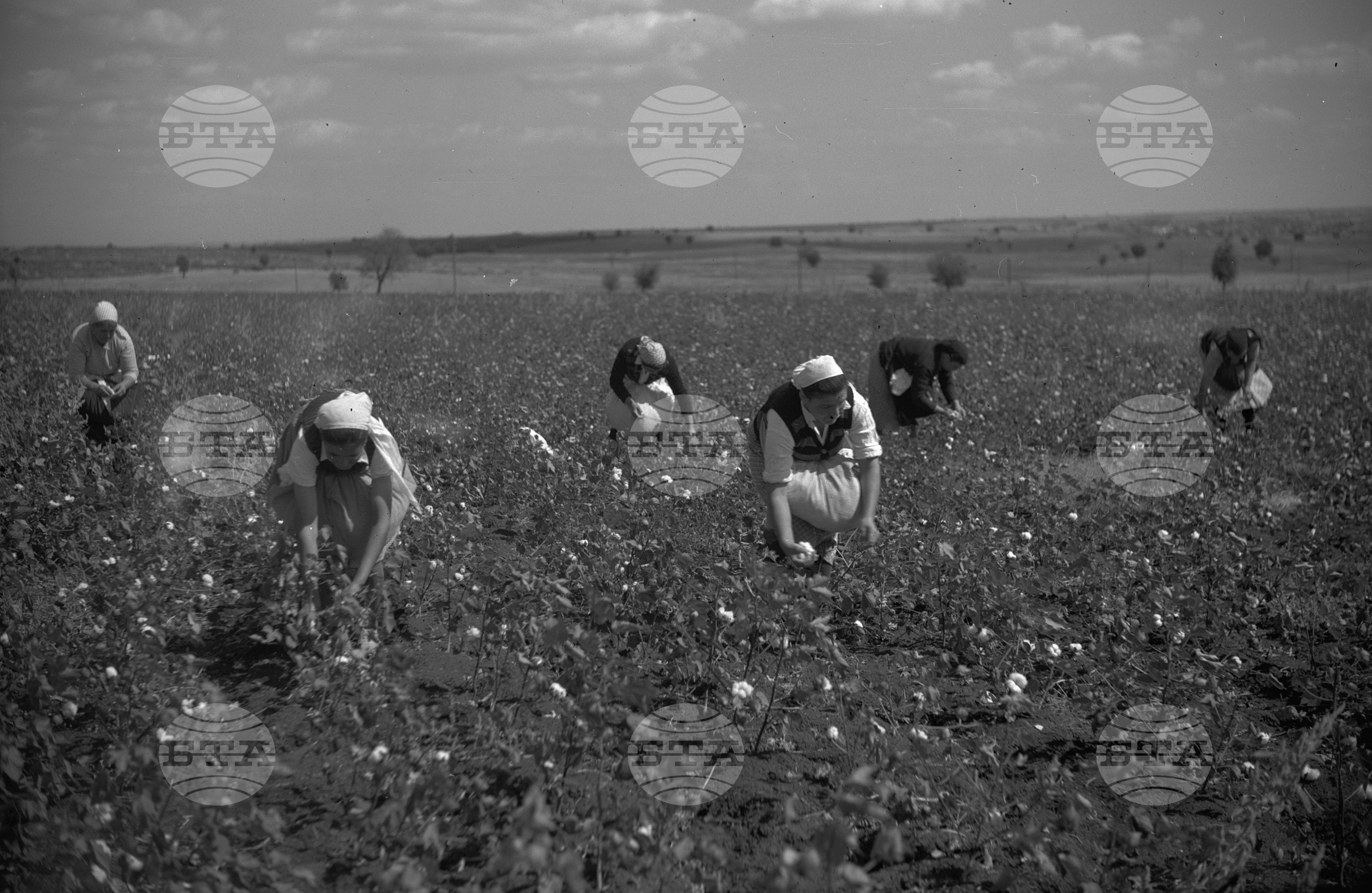 Беритба на памук - 1953 година
