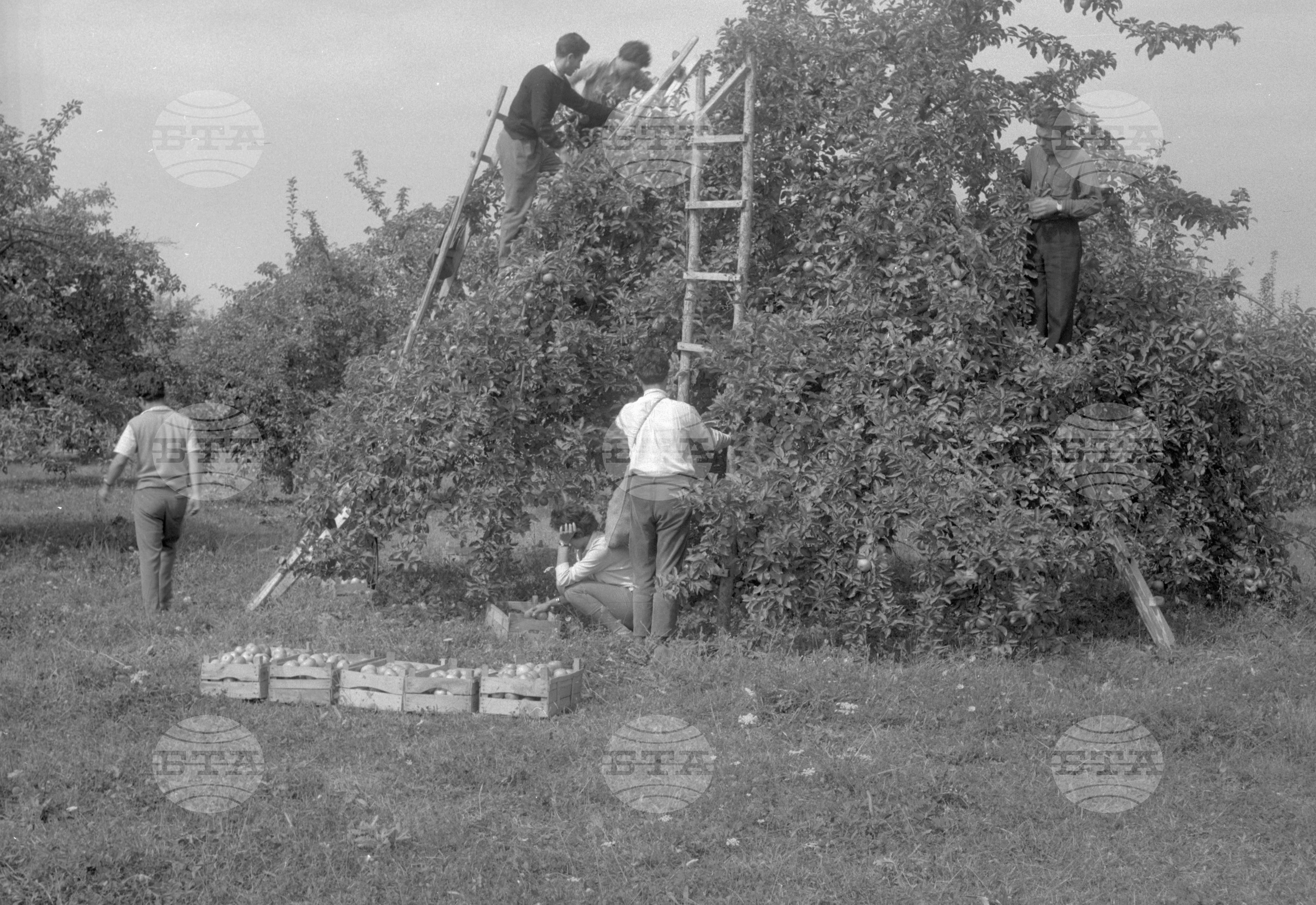 Из Кюстендилски окръг - септември 1962 година