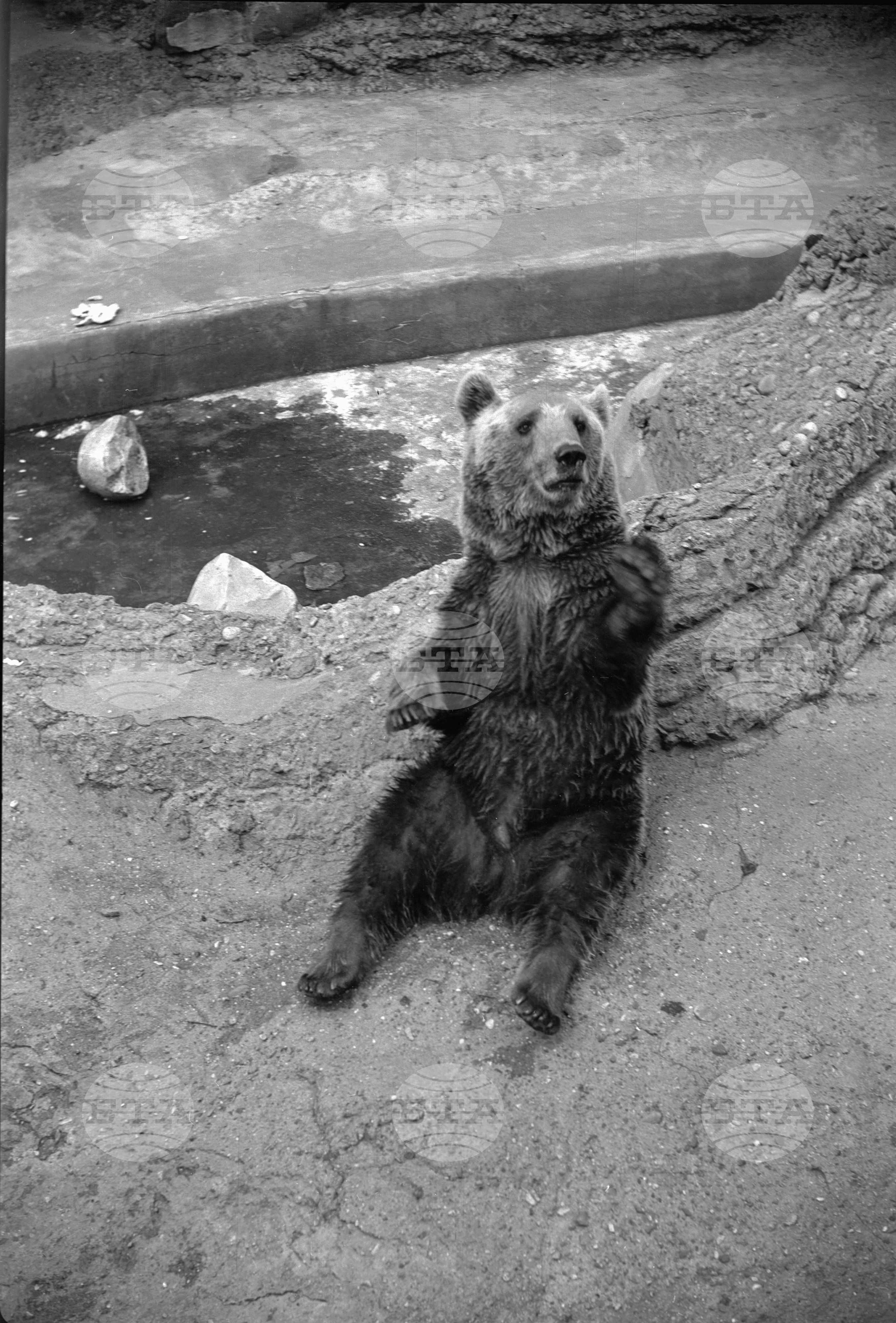 Зоологическа градина София - 1962 година