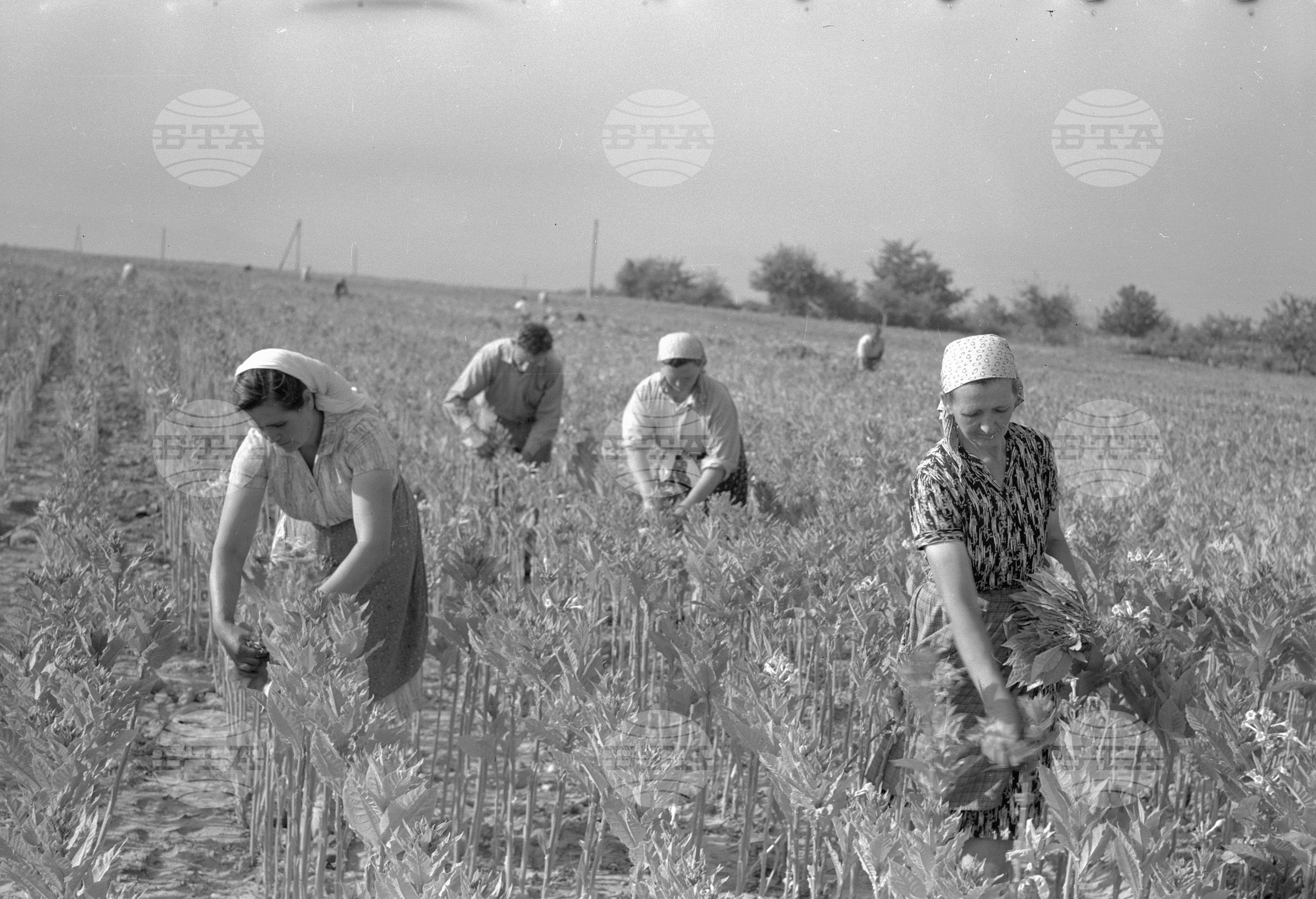 Беритба на тютюн в Благоевградски окръг