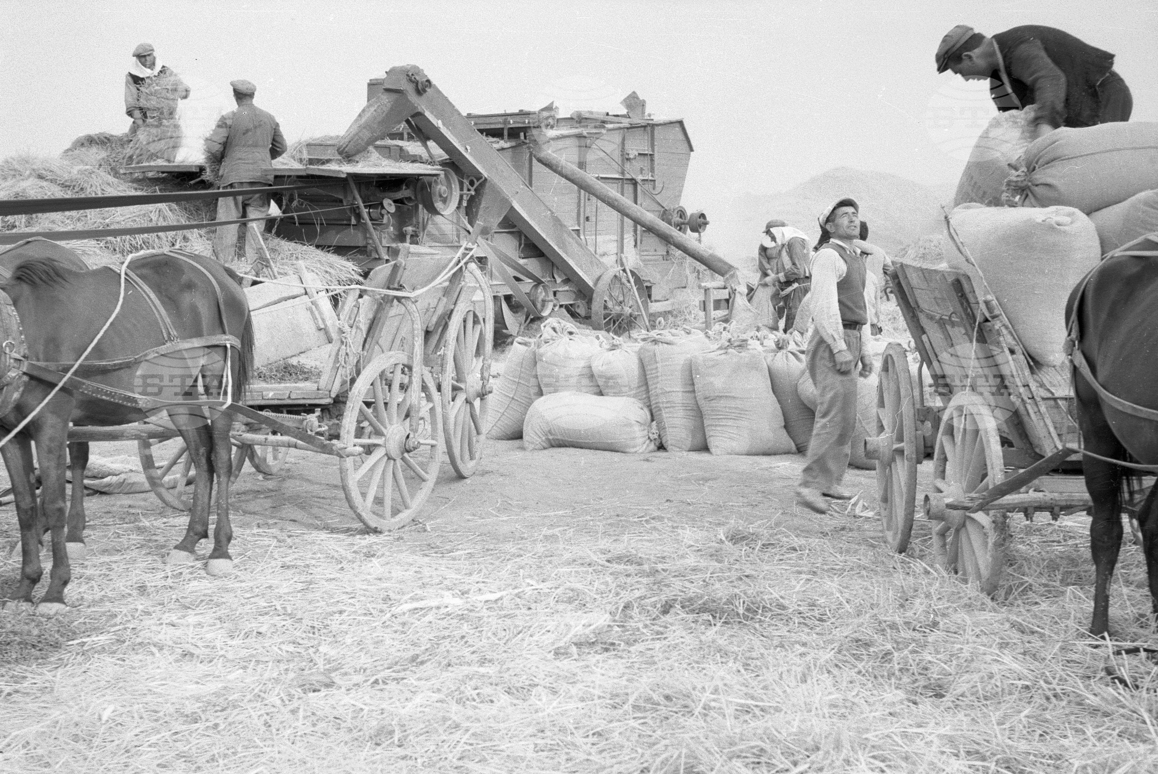 Жътва на ориз. Вършитба на ориз в Павликени - 1953 година