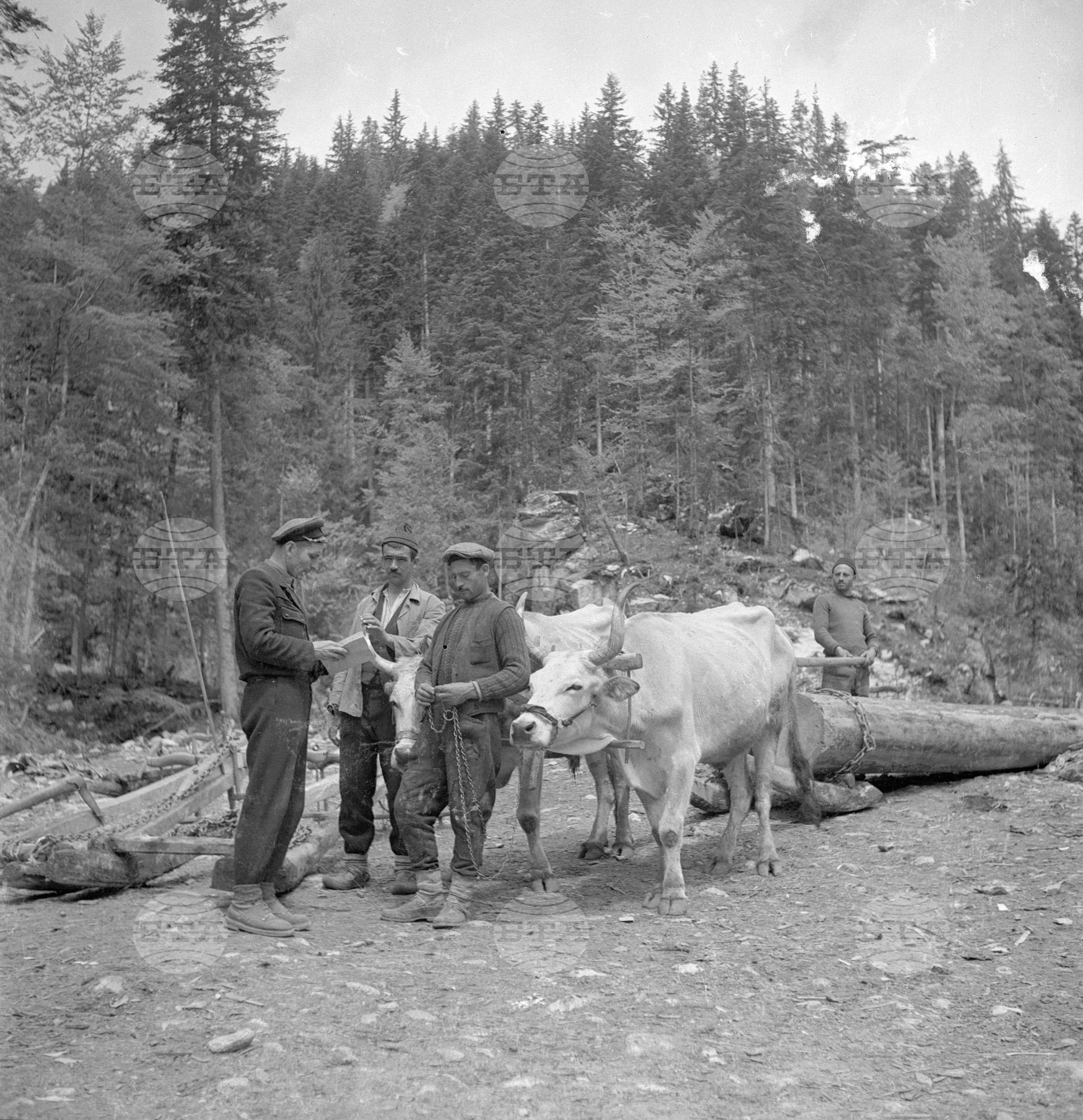Дърводобив в държавни горски стопанства, 1951 - част 4