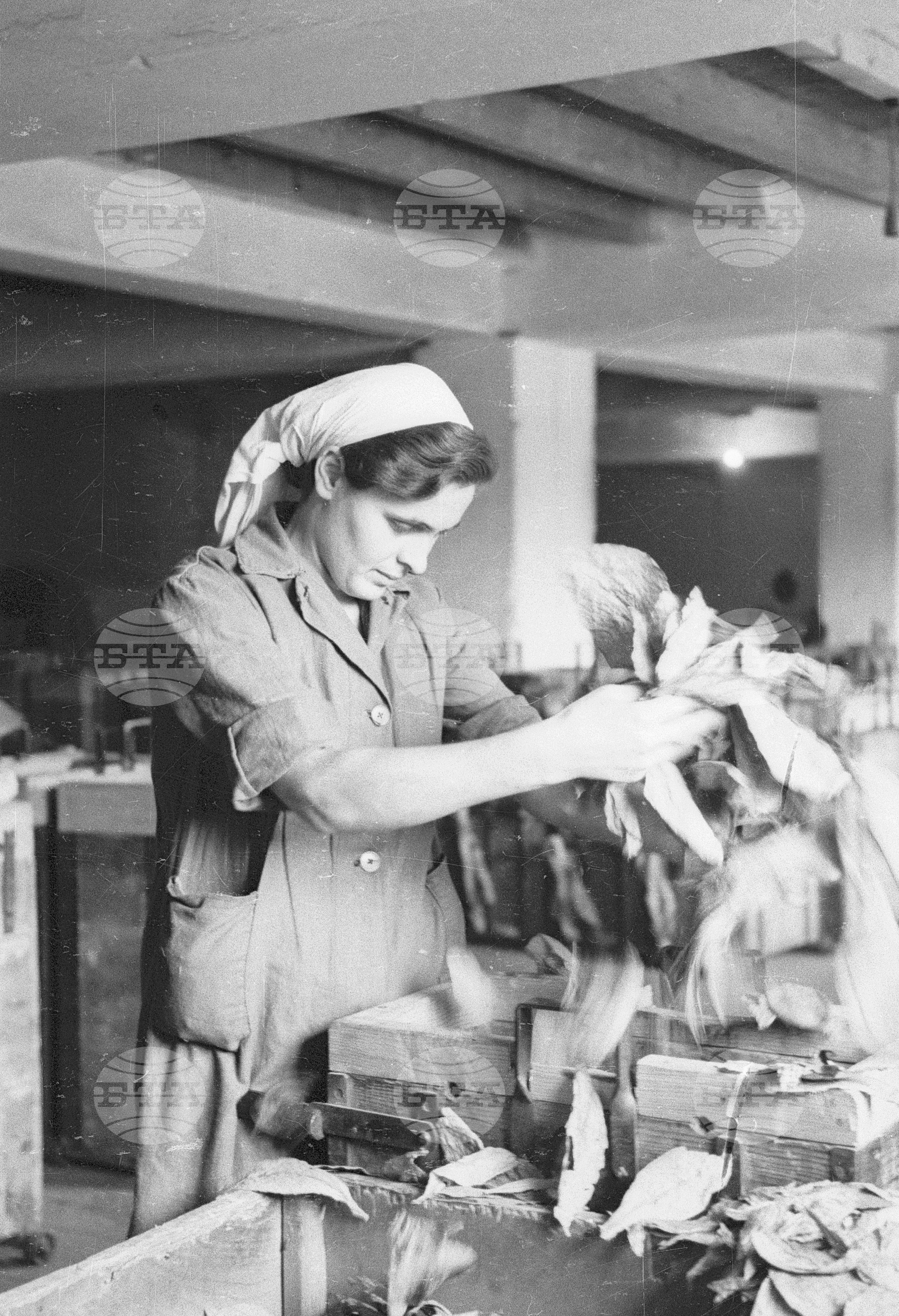 Тютюнопроизводство в България, 1951