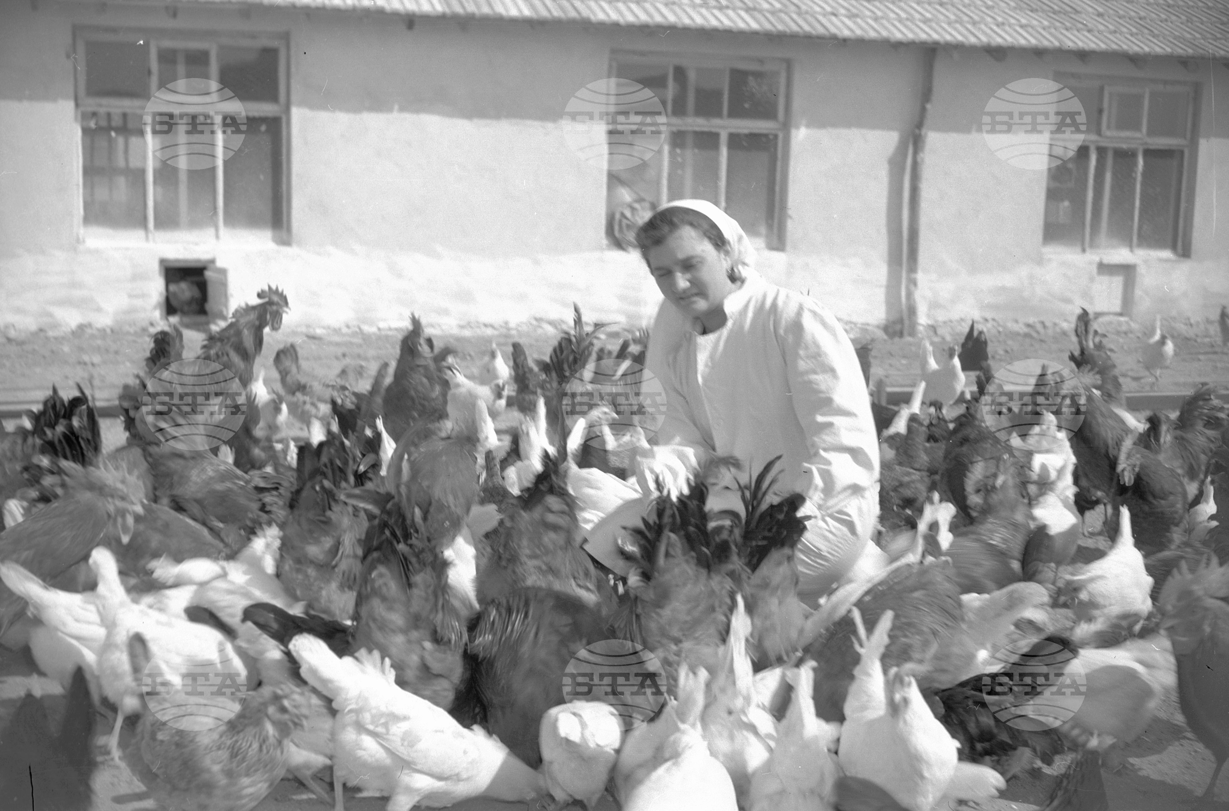 Обединено Трудово кооперативно земеделско стопанство (ТКЗС) "Георги Димитров", село Паскалево, Толбухински окръг (област Добрич)