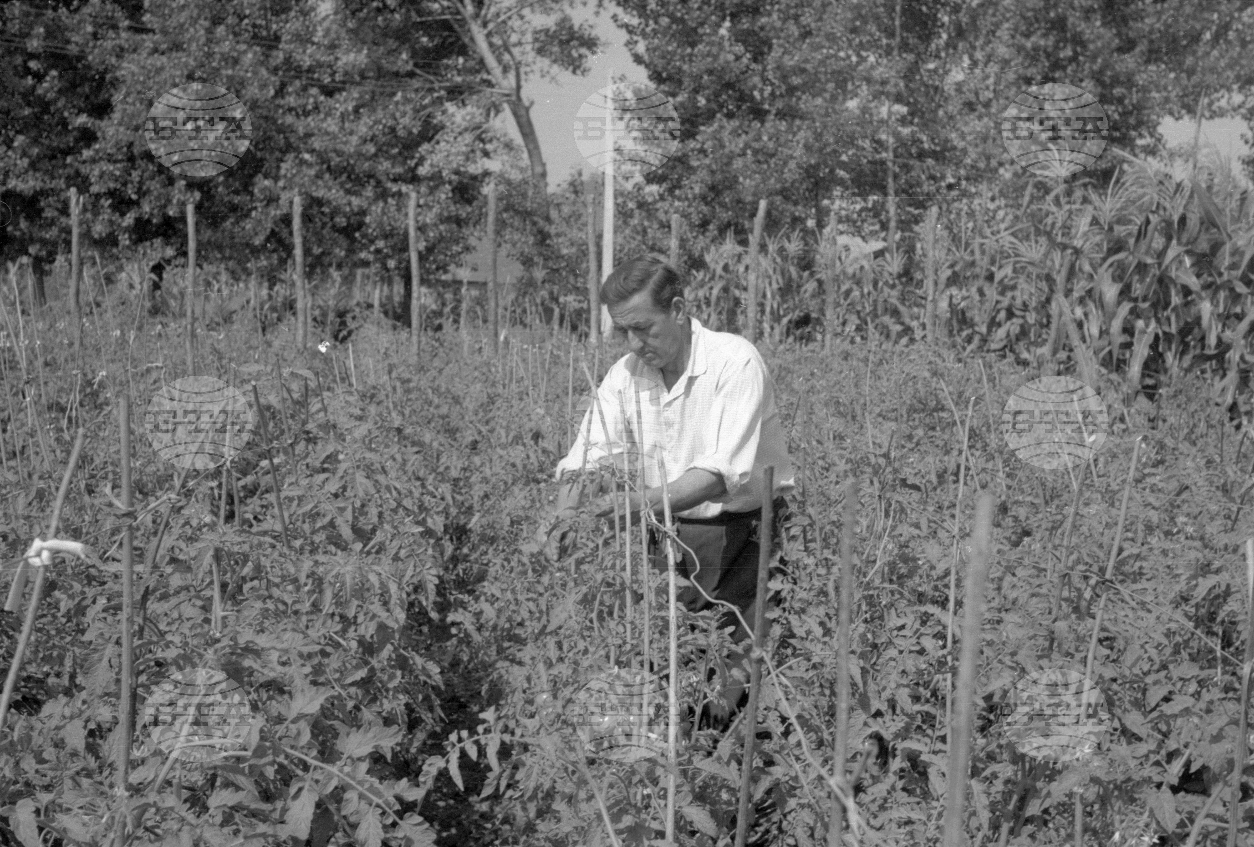 ТКЗС (Трудово кооперативно земеделско стопанство) във Видин - 1963