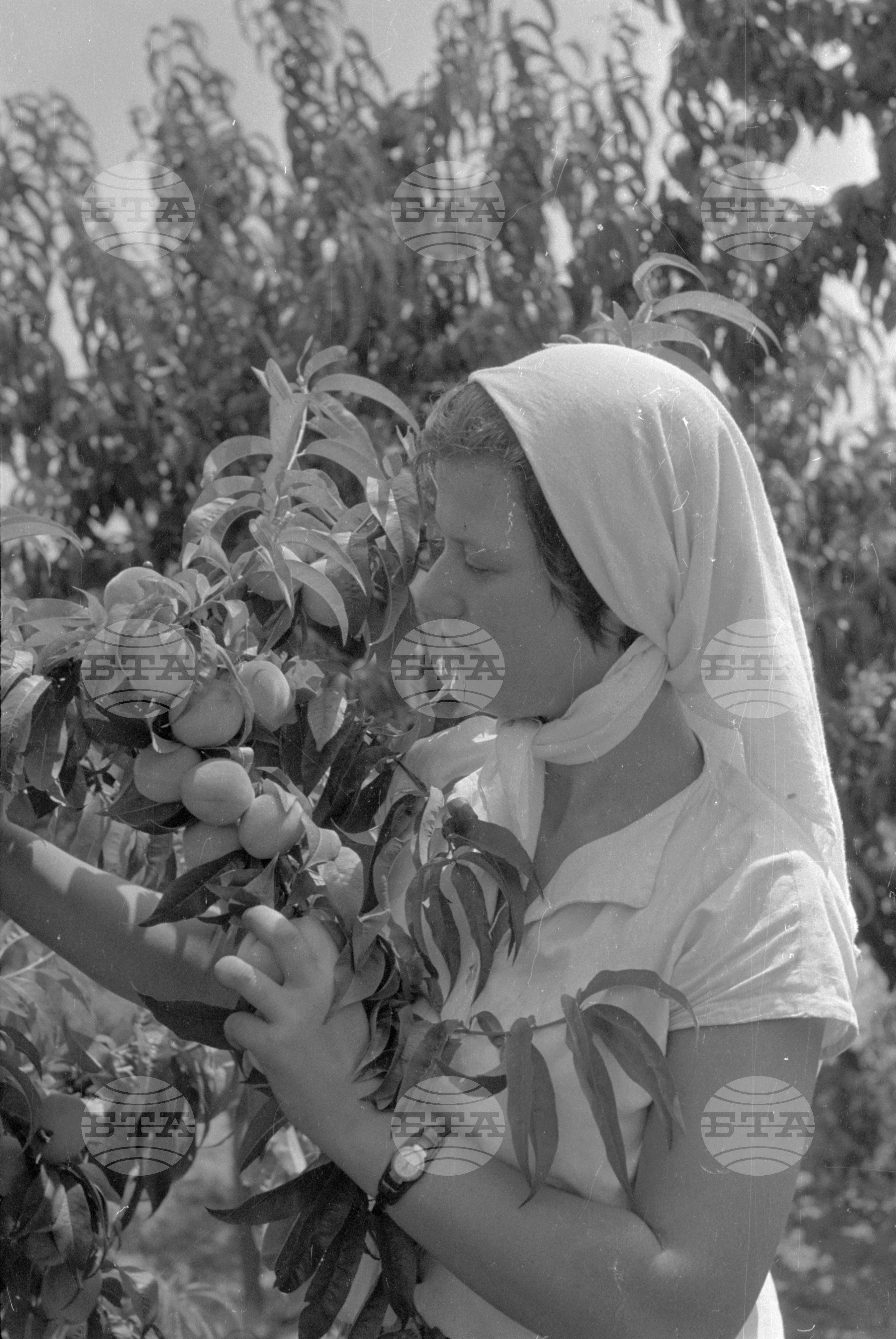 Беритбата на праскови в с. Близнец, Сливенски окръг - 1963