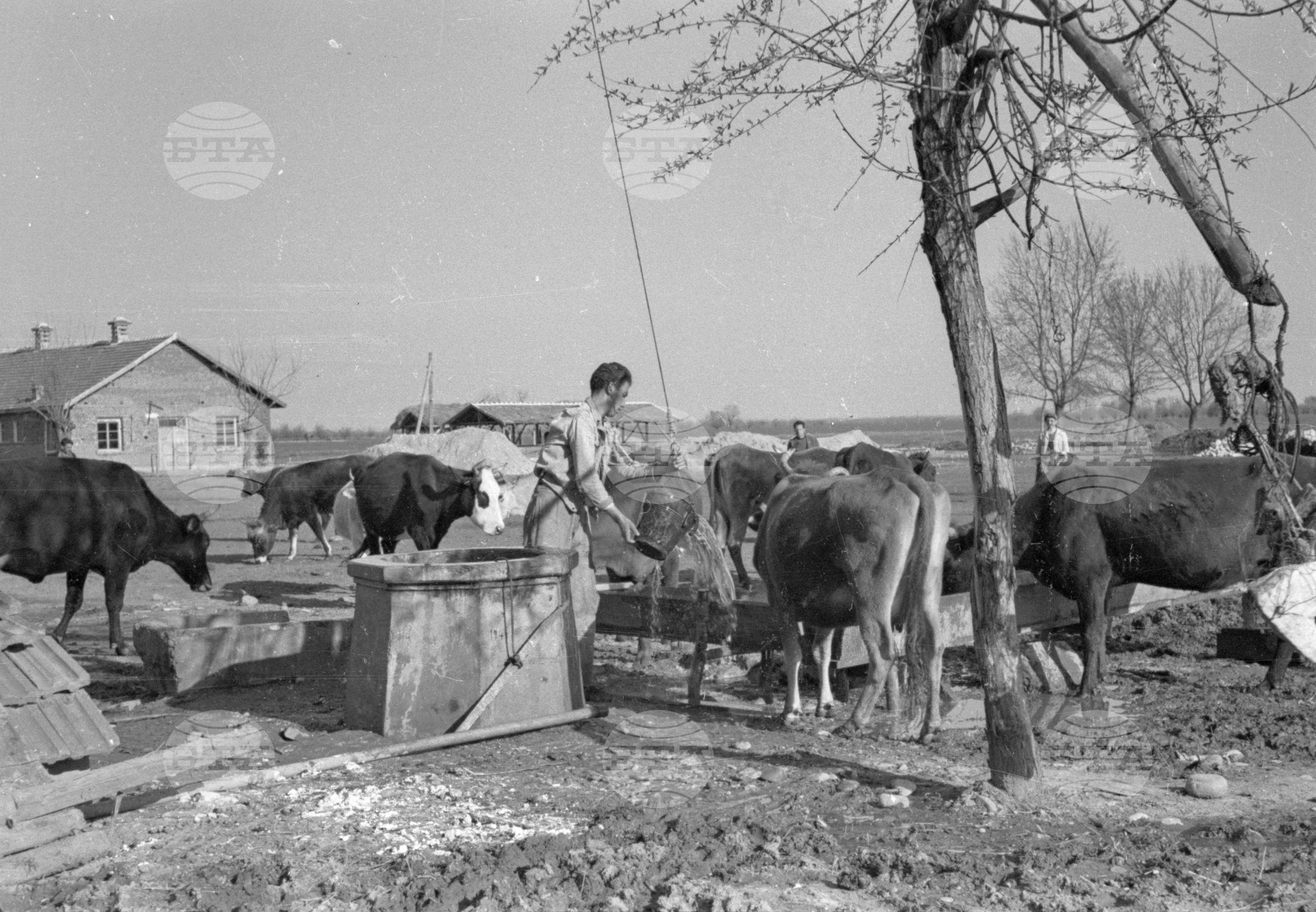 Трудово кооперативното земеделско стопанство (ТКЗС) Караджово, 1951