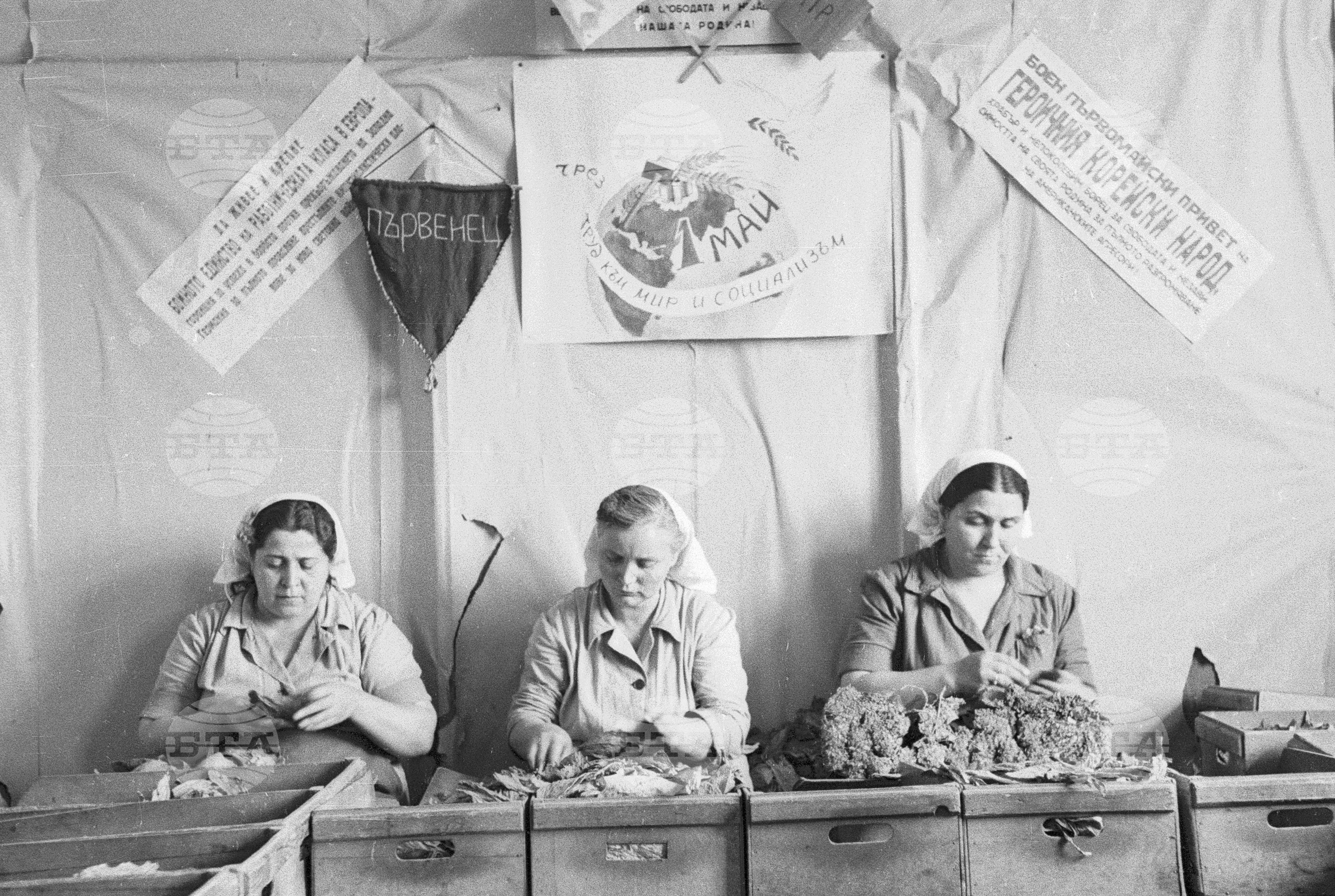Тютюнопроизводство в България, 1951