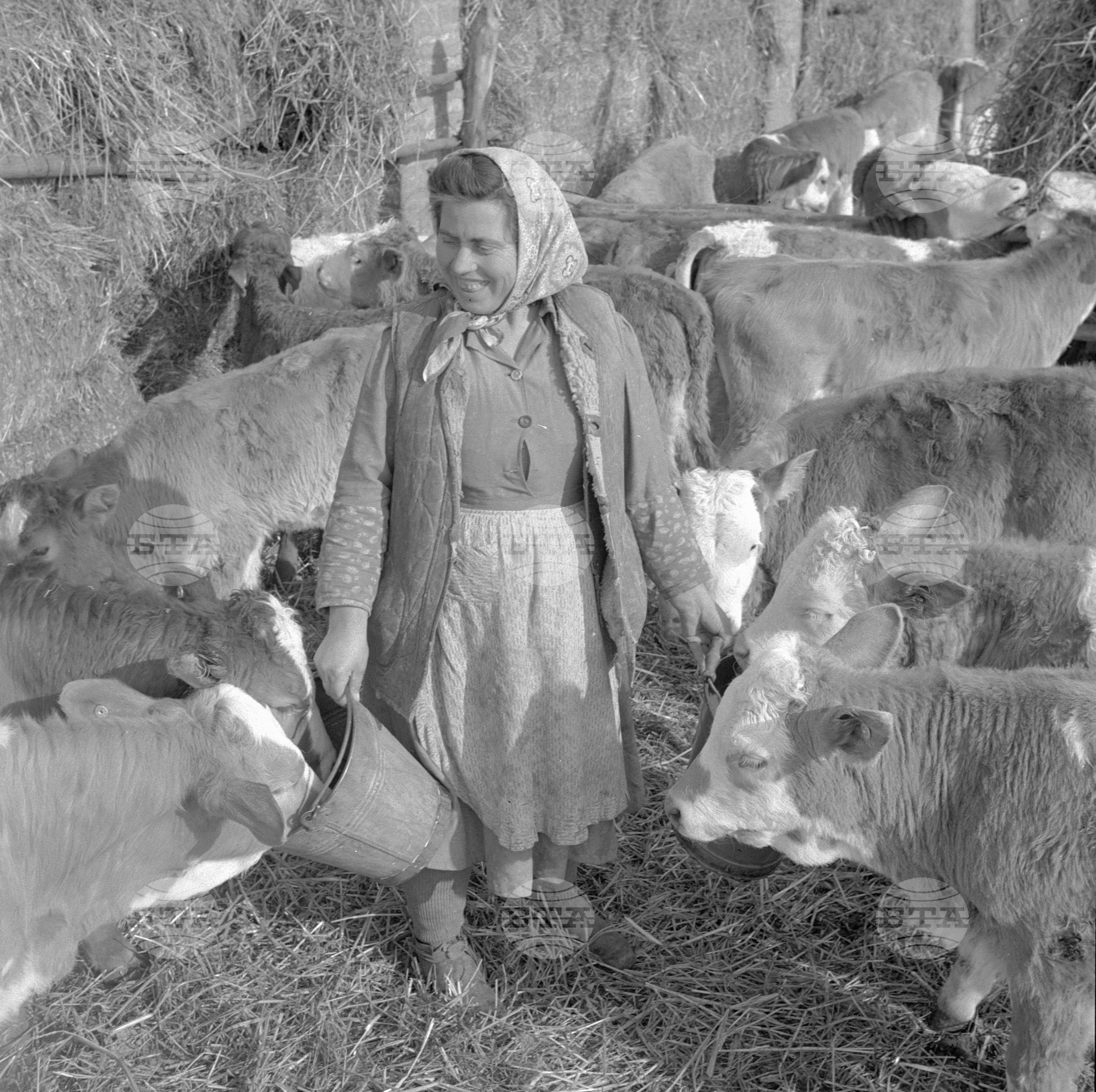 Успехи на животновъдите от ТКЗС - град Кнежа