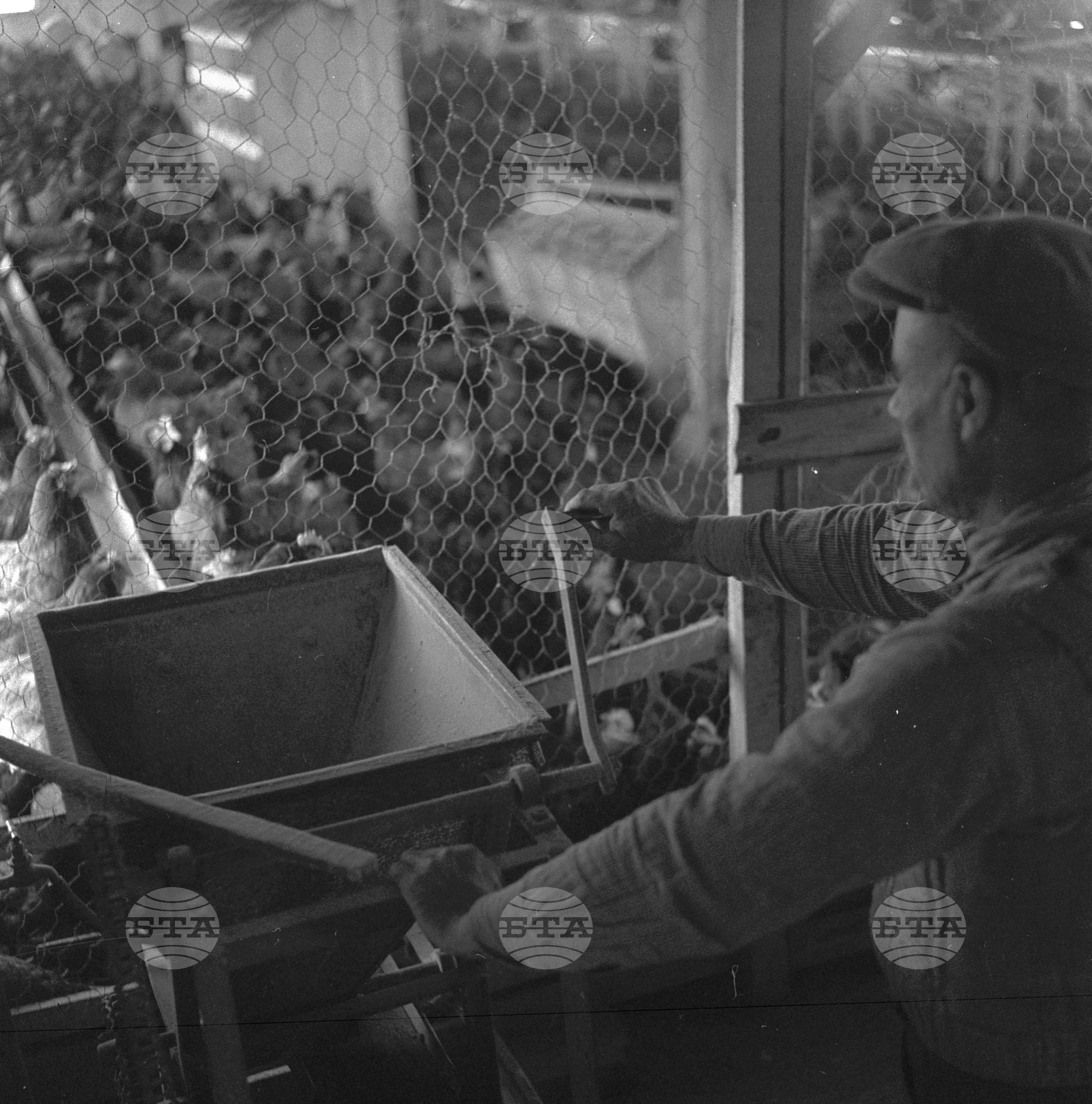 Птицефермата на ТКЗС (Трудово кооперативно земеделско стопанство), град Чирпан