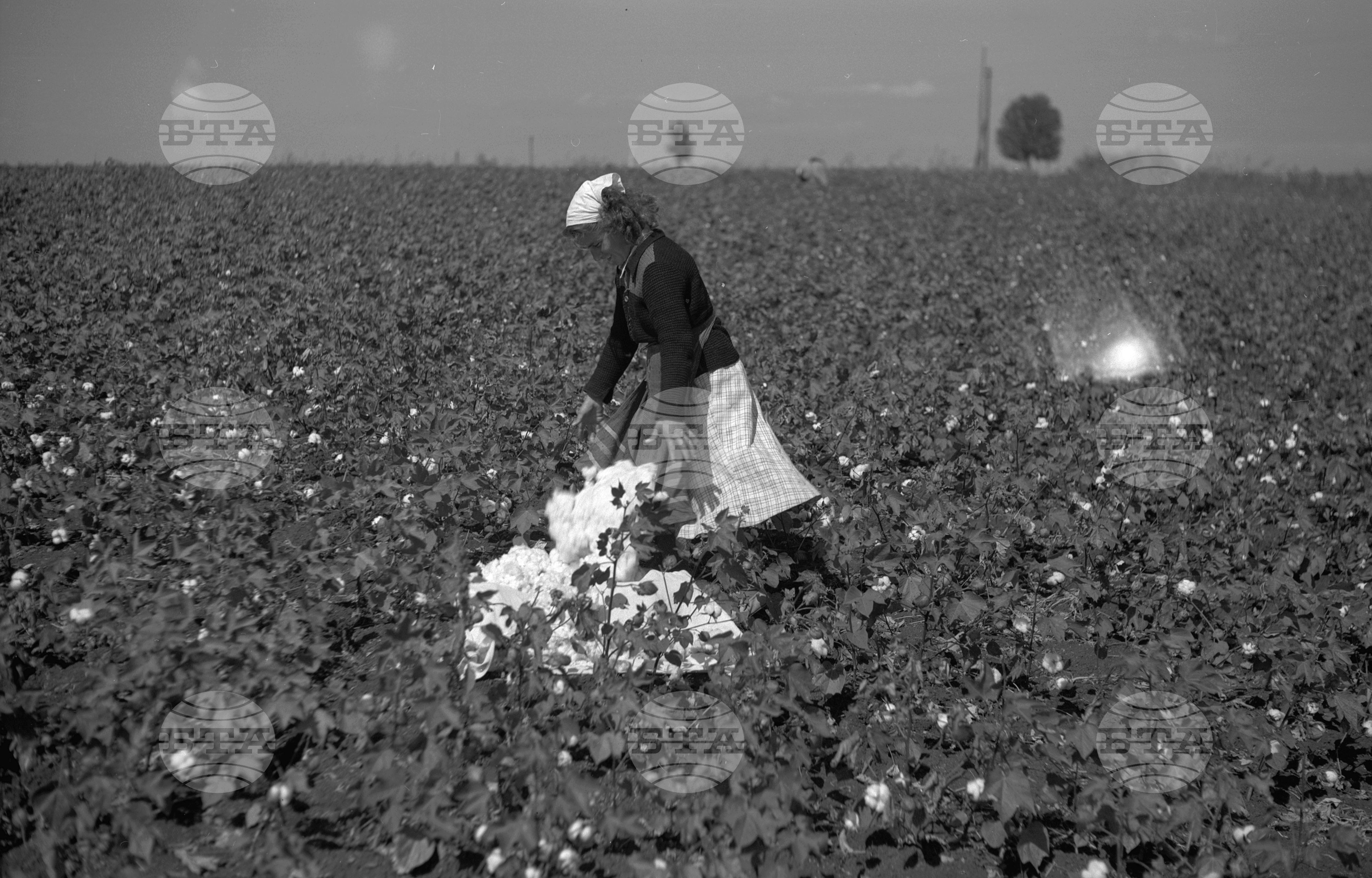 Беритба на памук - 1953 година