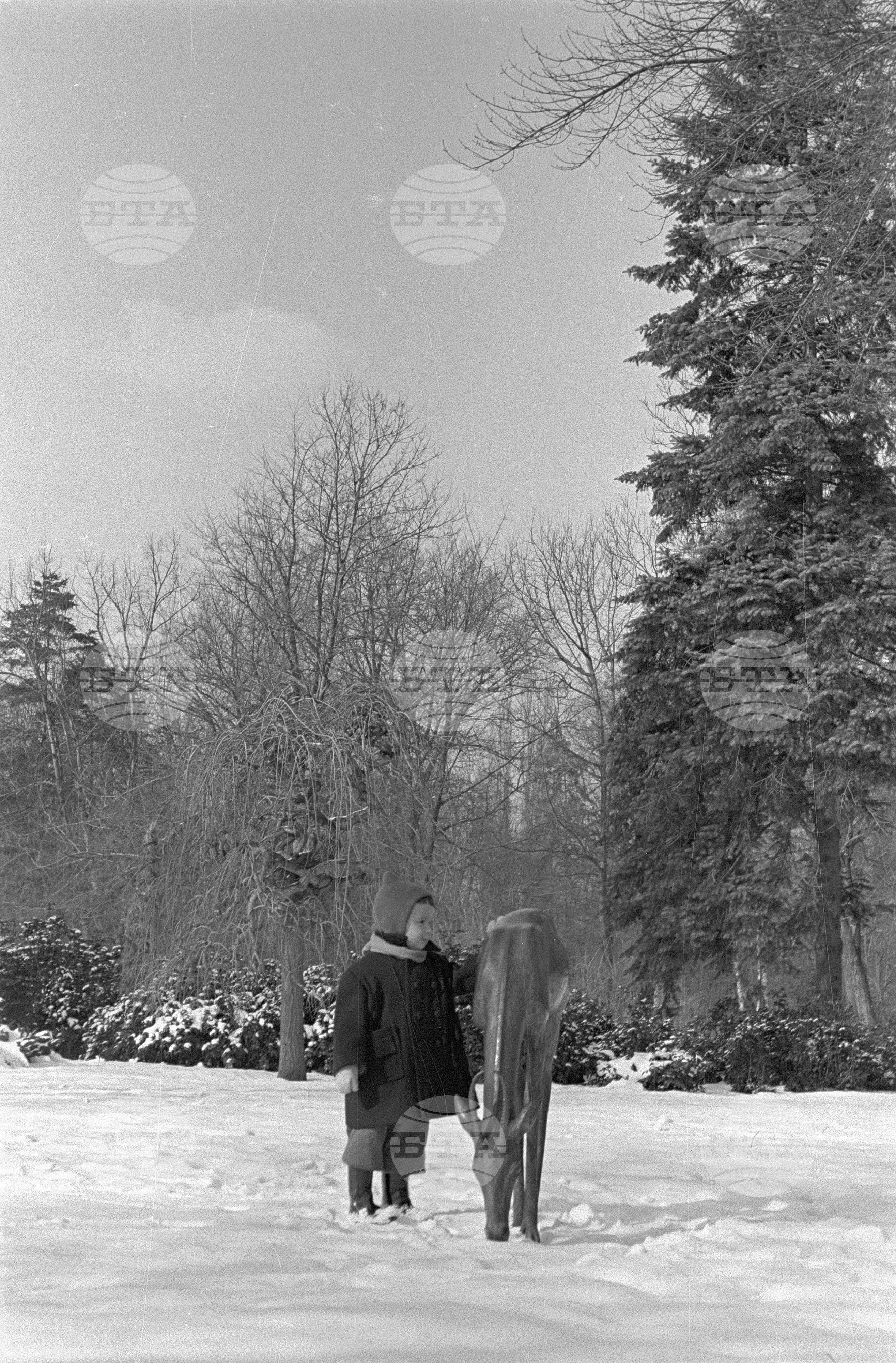 Зимни пейзажи от Парка на свободата в София - 1953 година