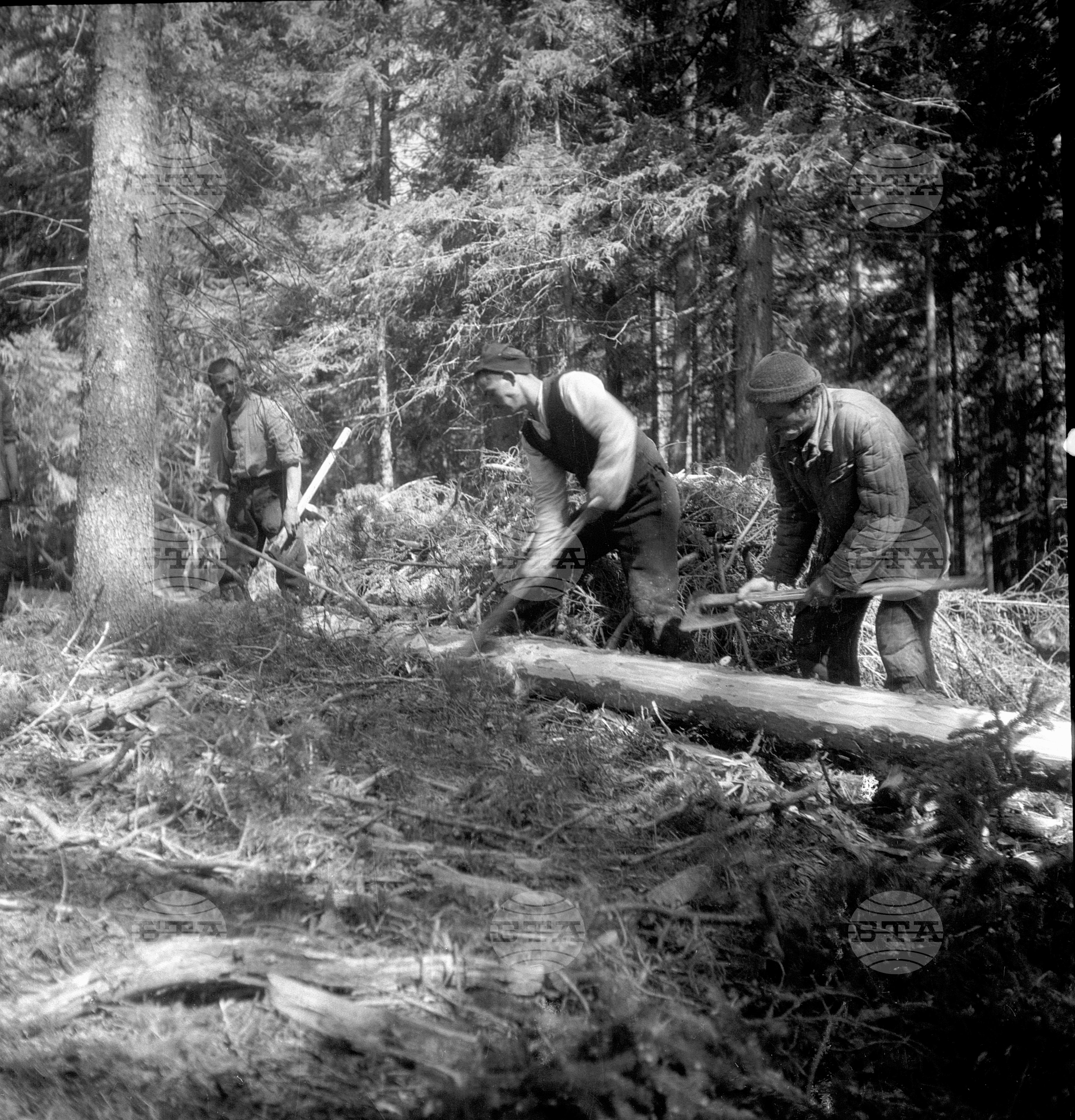 Дърводобив в държавни горски стопанства, 1951 - част 5