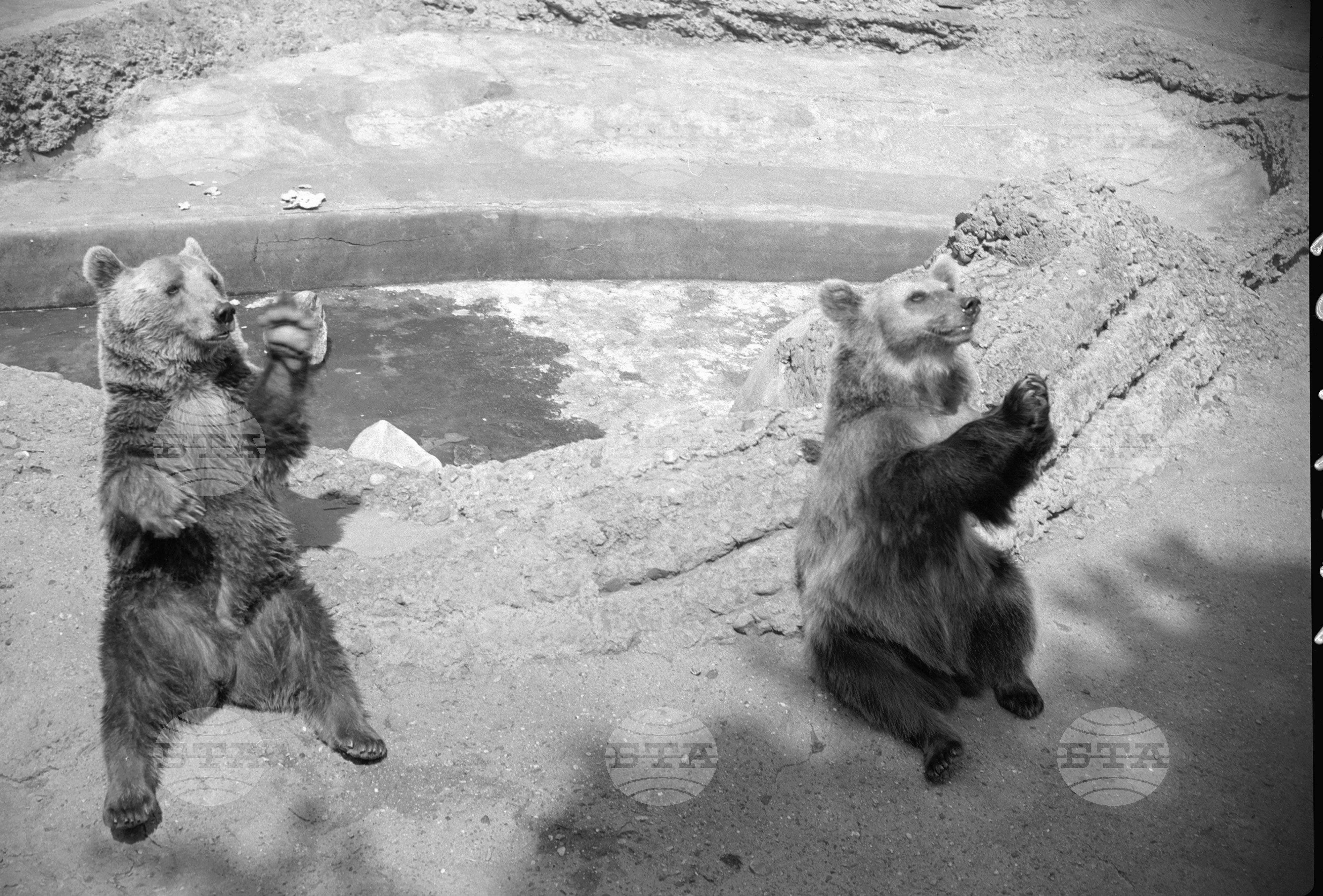 Зоологическа градина София - 1962 година