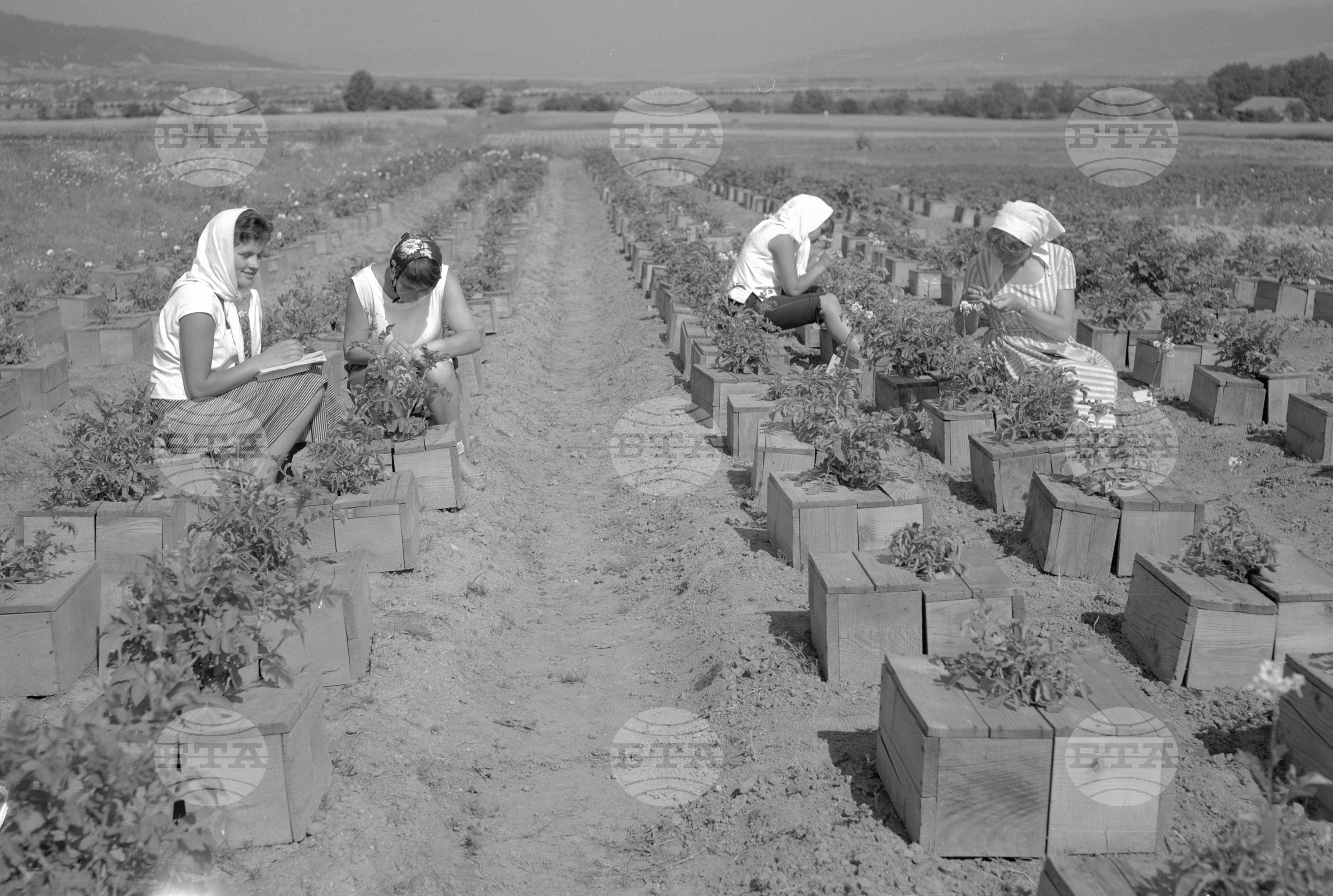 В опитната станция по картофите, хмела и влакнодейния лен в Самоков