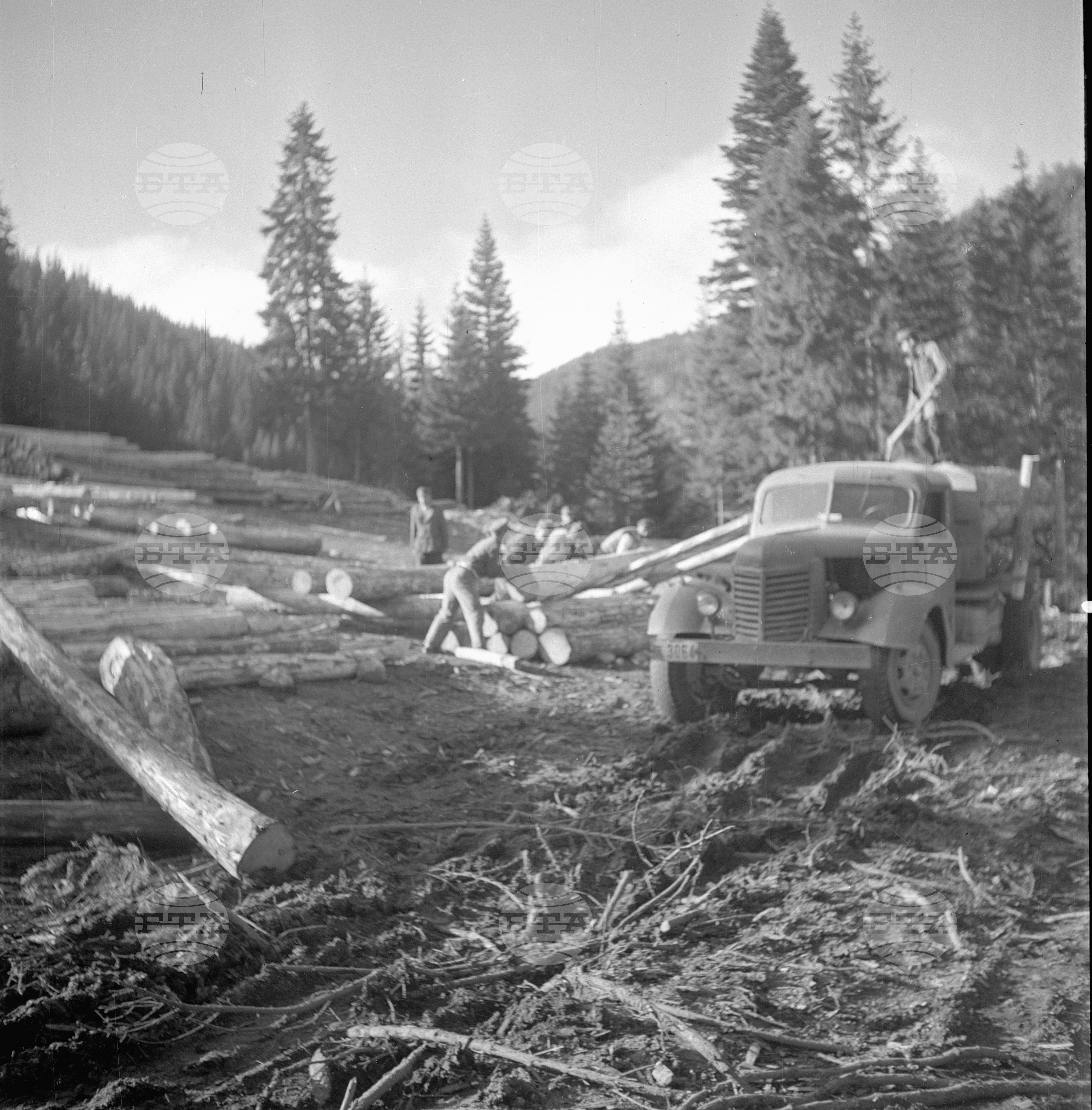 Дърводобив в държавни горски стопанства, 1951 - част 1