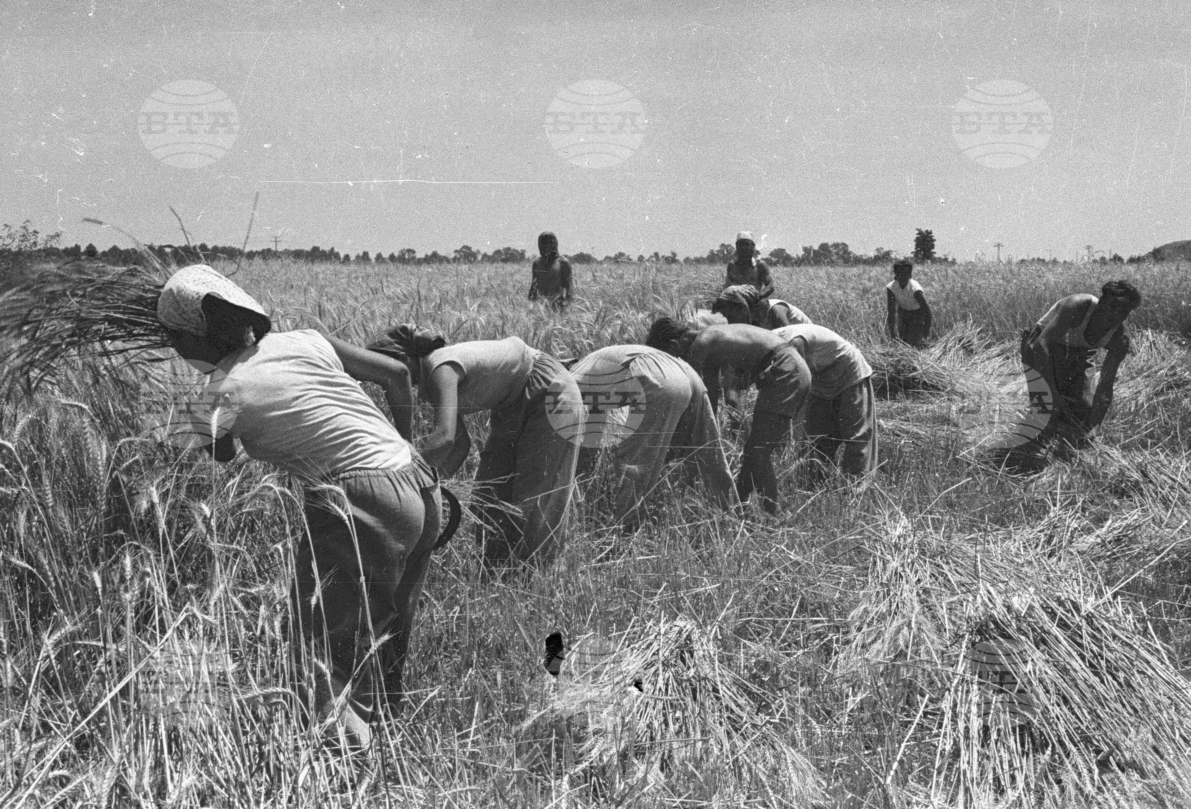 Посещение на делегатите от III конгрес на Профсъюза на продоволствените и тютюневи работници от МДФТ Пловдив. Жътва и вършитба в ТКЗС "Вълко Червенков"