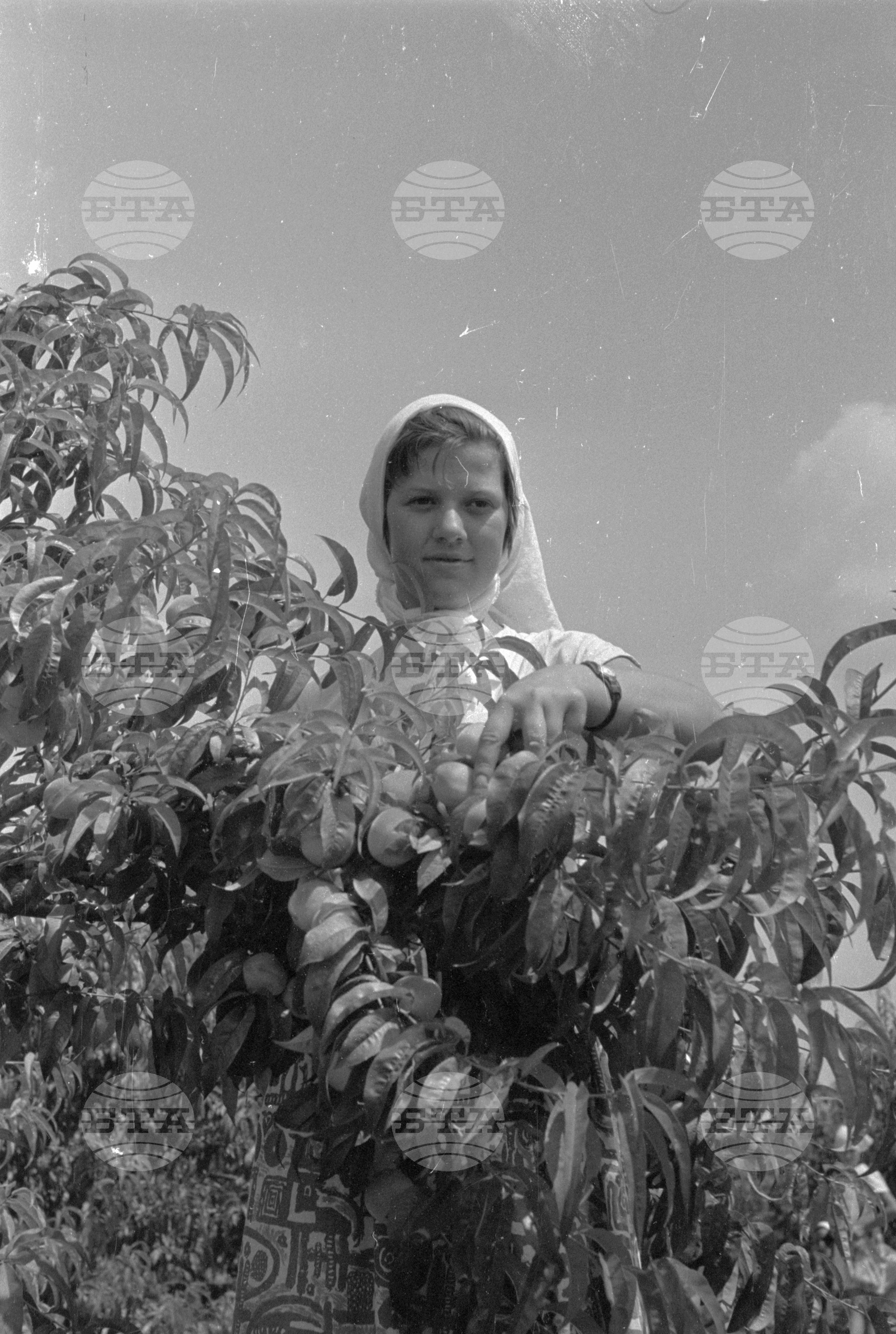 Беритбата на праскови в с. Близнец, Сливенски окръг - 1963