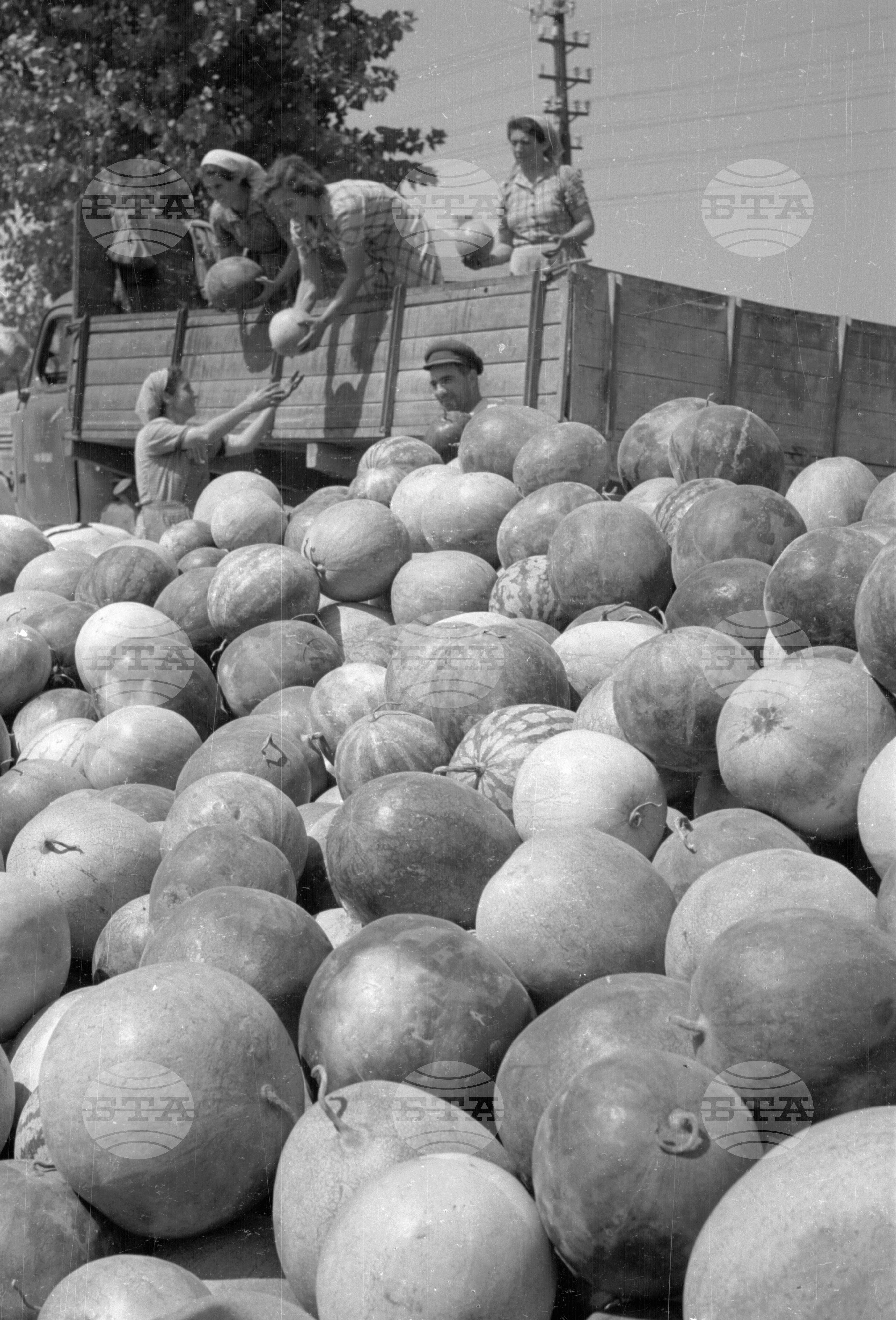 Износ на плодове от пристанището на гр. Видин - 1953 година