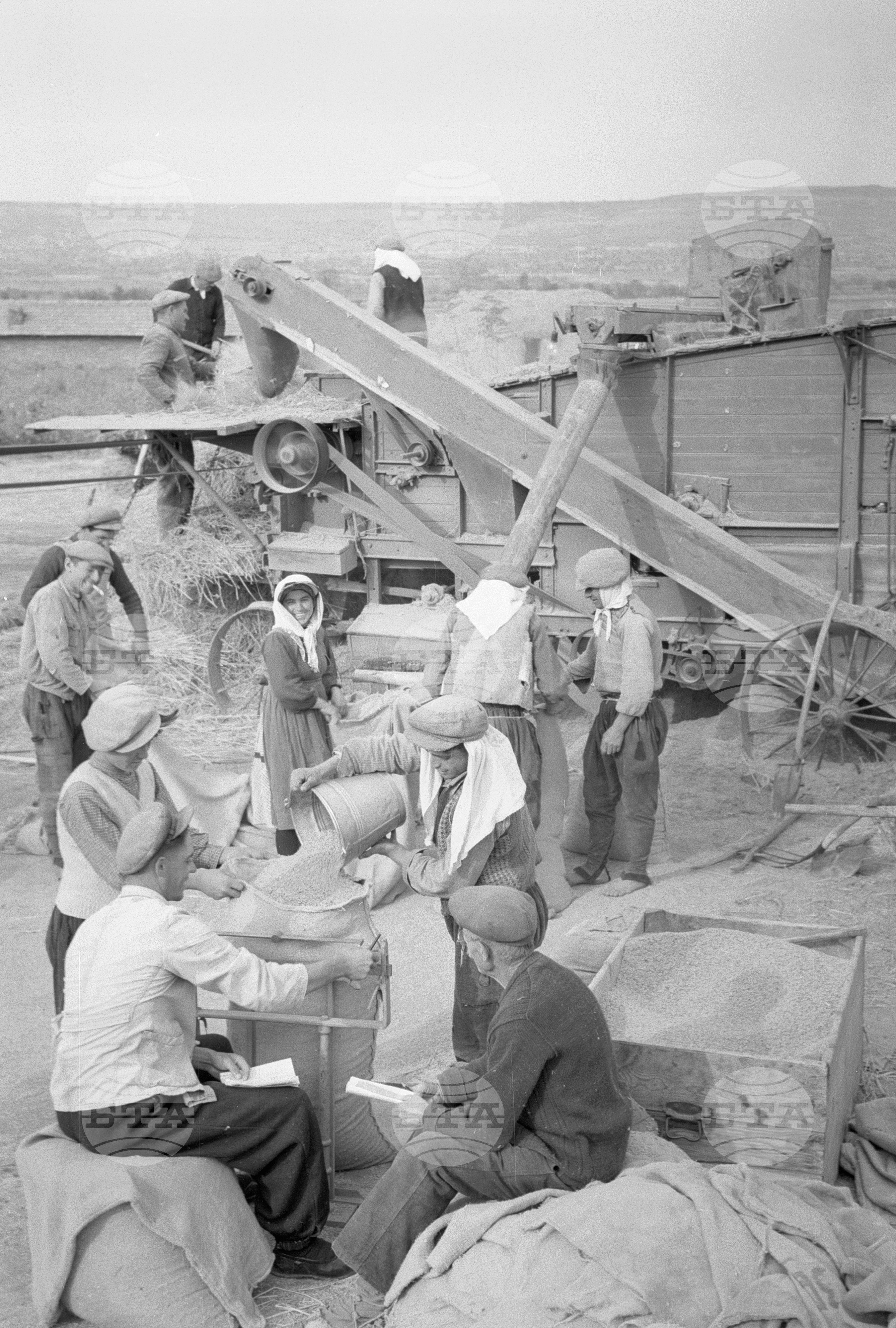 Жътва на ориз. Вършитба на ориз в Павликени - 1953 година