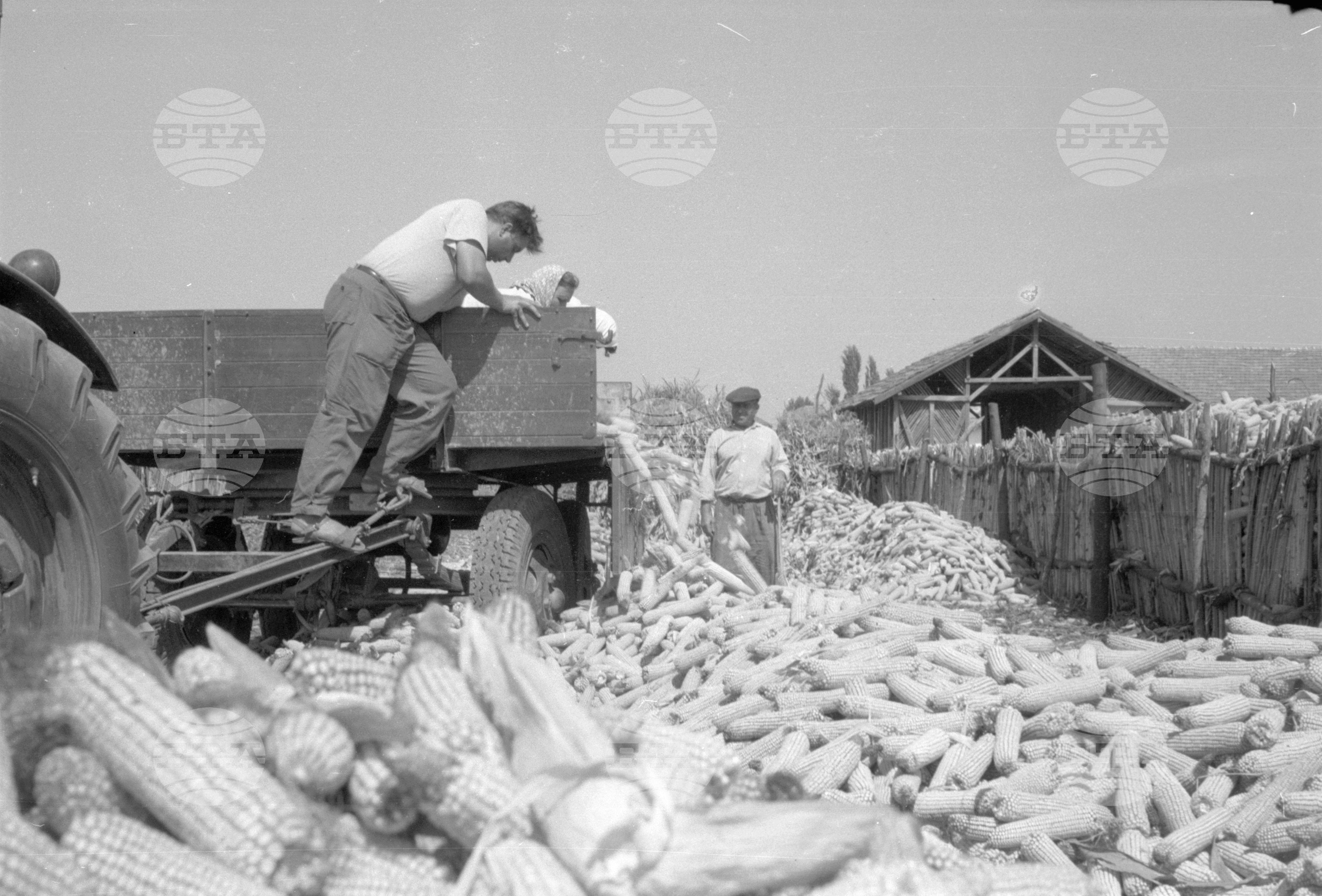 ТКЗС (Трудово кооперативно земеделско стопанство) във Видин - 1963