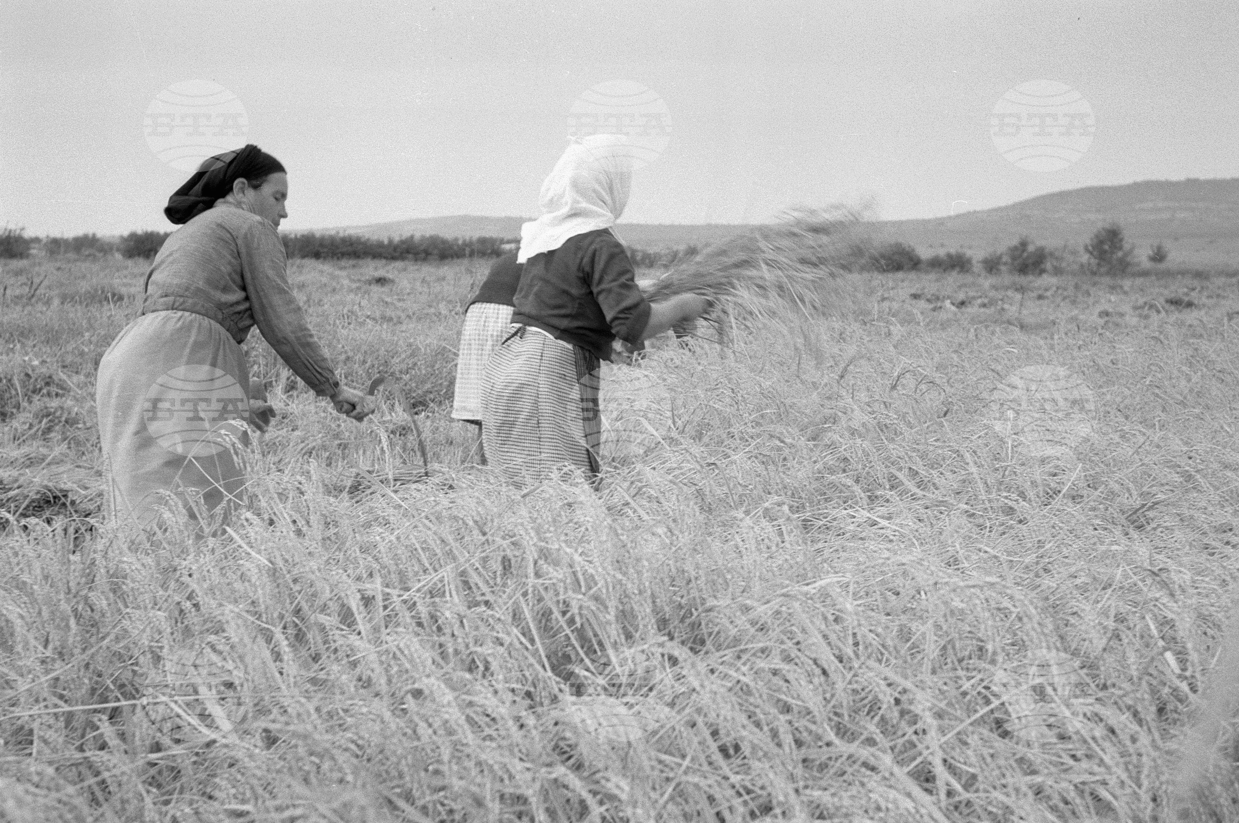 Жътва на ориз. Вършитба на ориз в Павликени - 1953 година