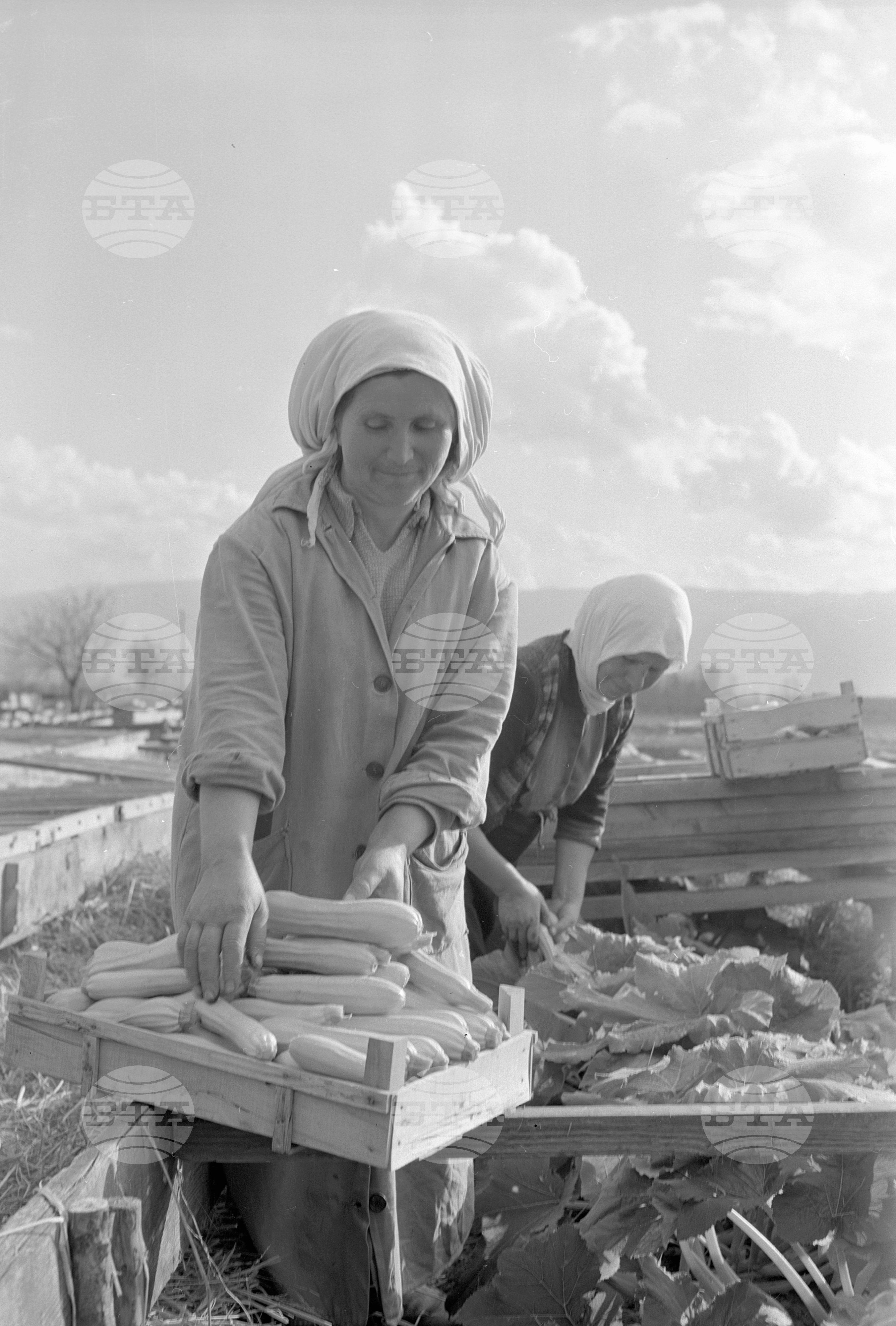 Трудово-кооперативно земеделско стопанство (ТКЗС) "Тракийско поле" - град Пазарджик
