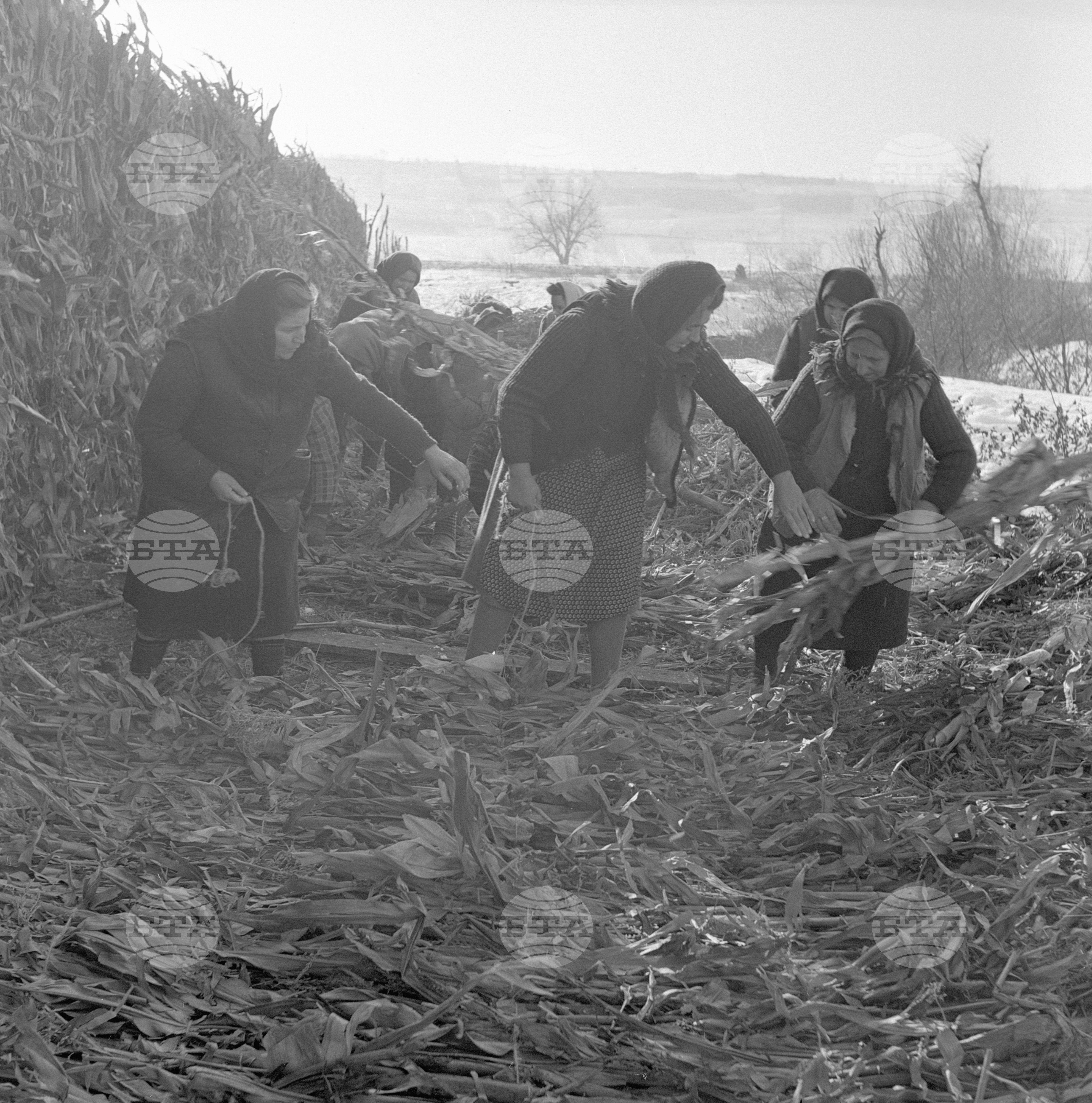 Из Видински окръг - декември 1962 година