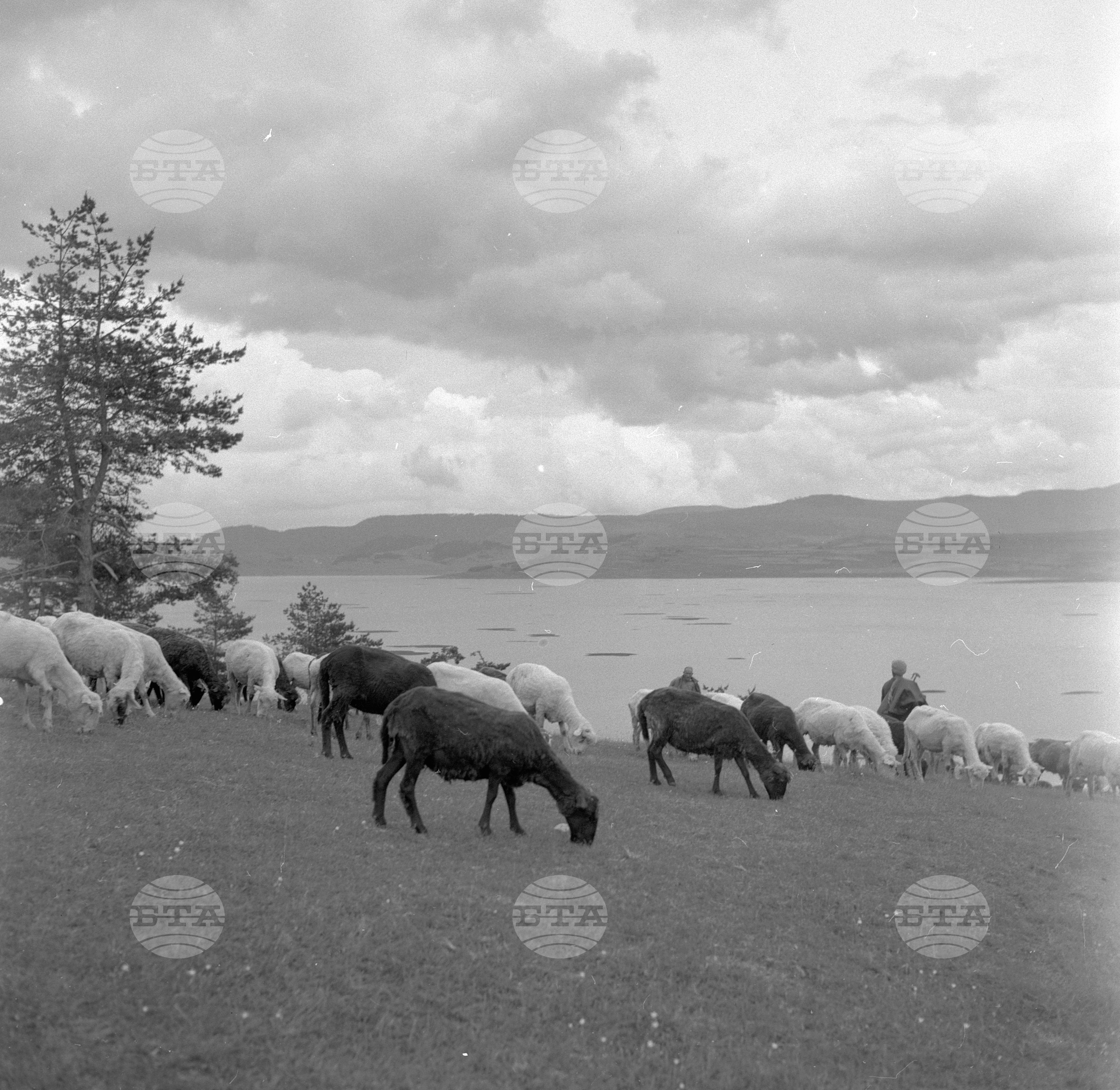 Из Пазарджишки окръг - 1963