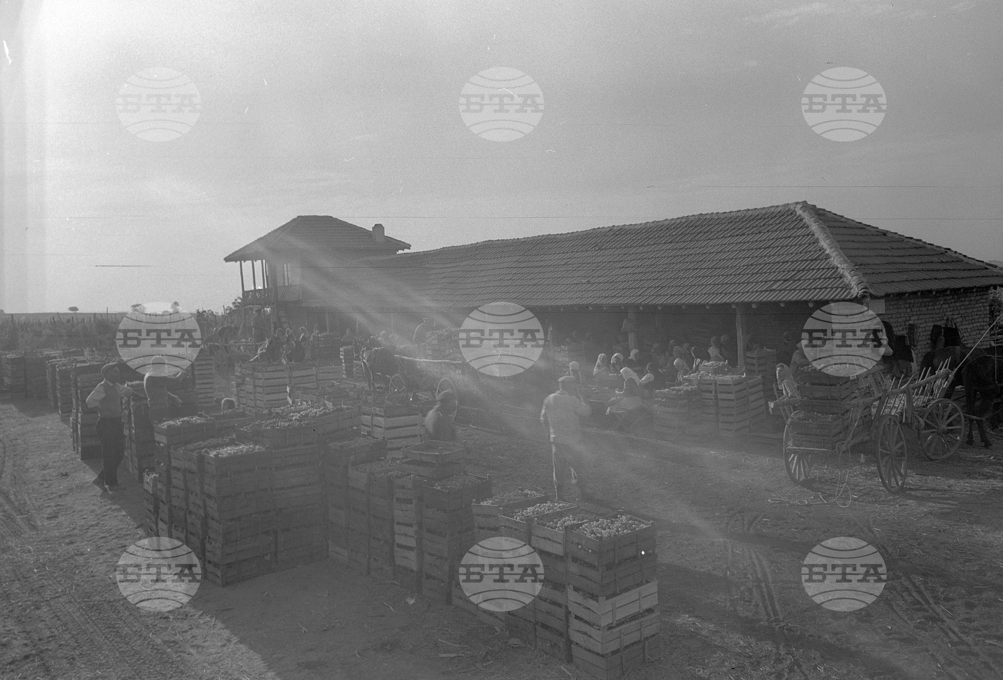 Трудово кооперативно земеделско стопанство (ТКЗС) село Писанец, Русенски окръг