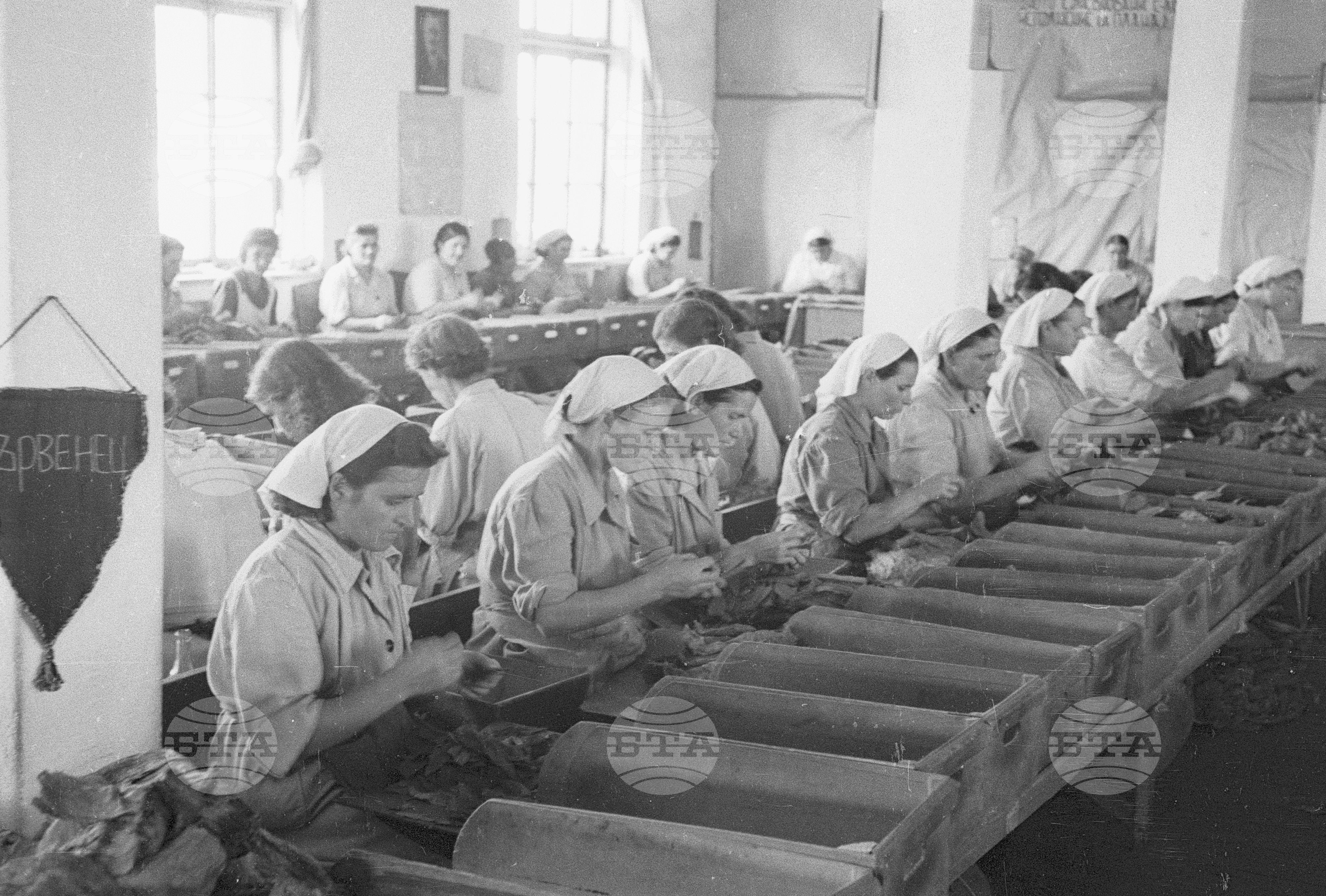 Тютюнопроизводство в България, 1951