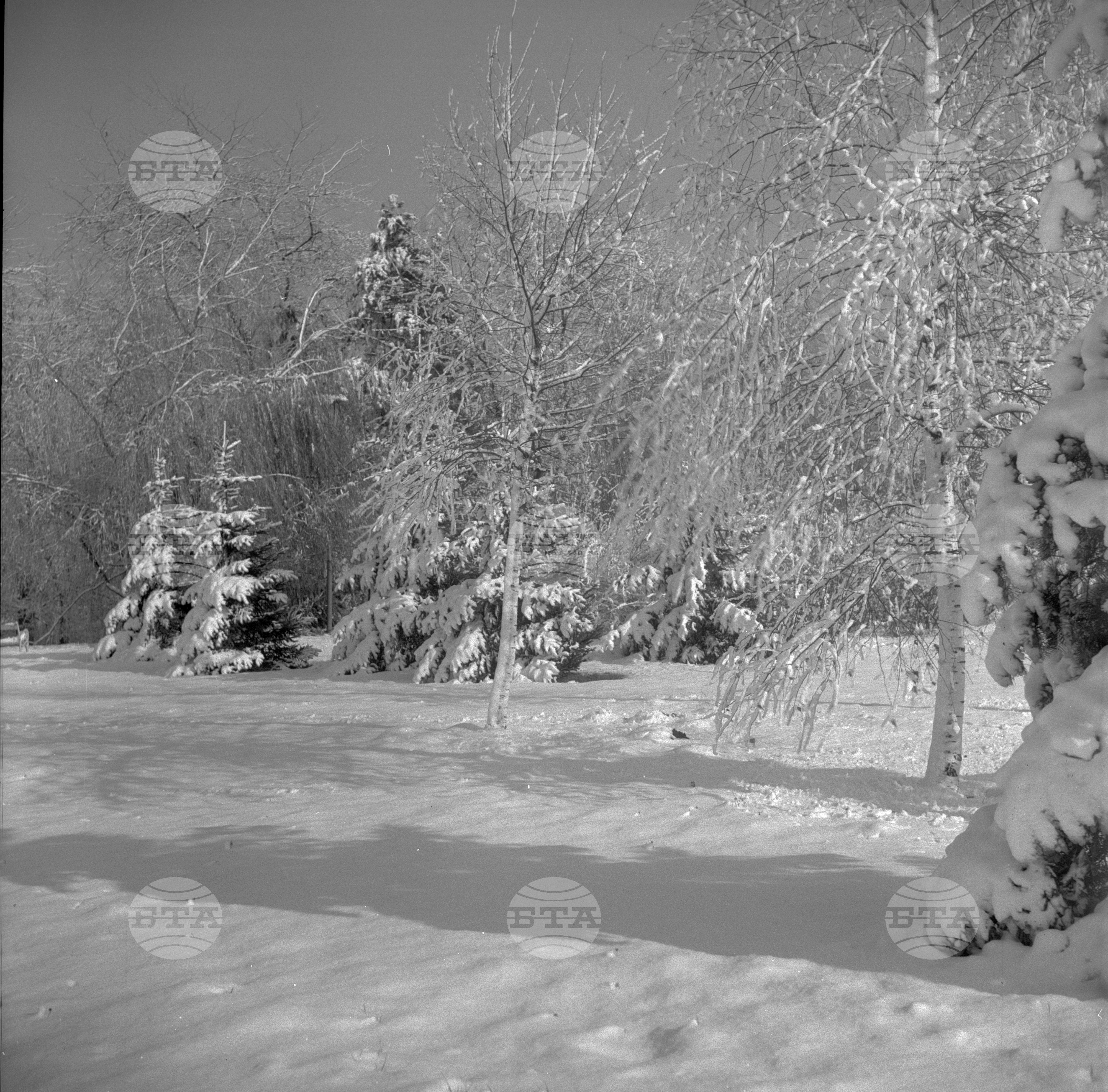 Първи сняг - 1962 година