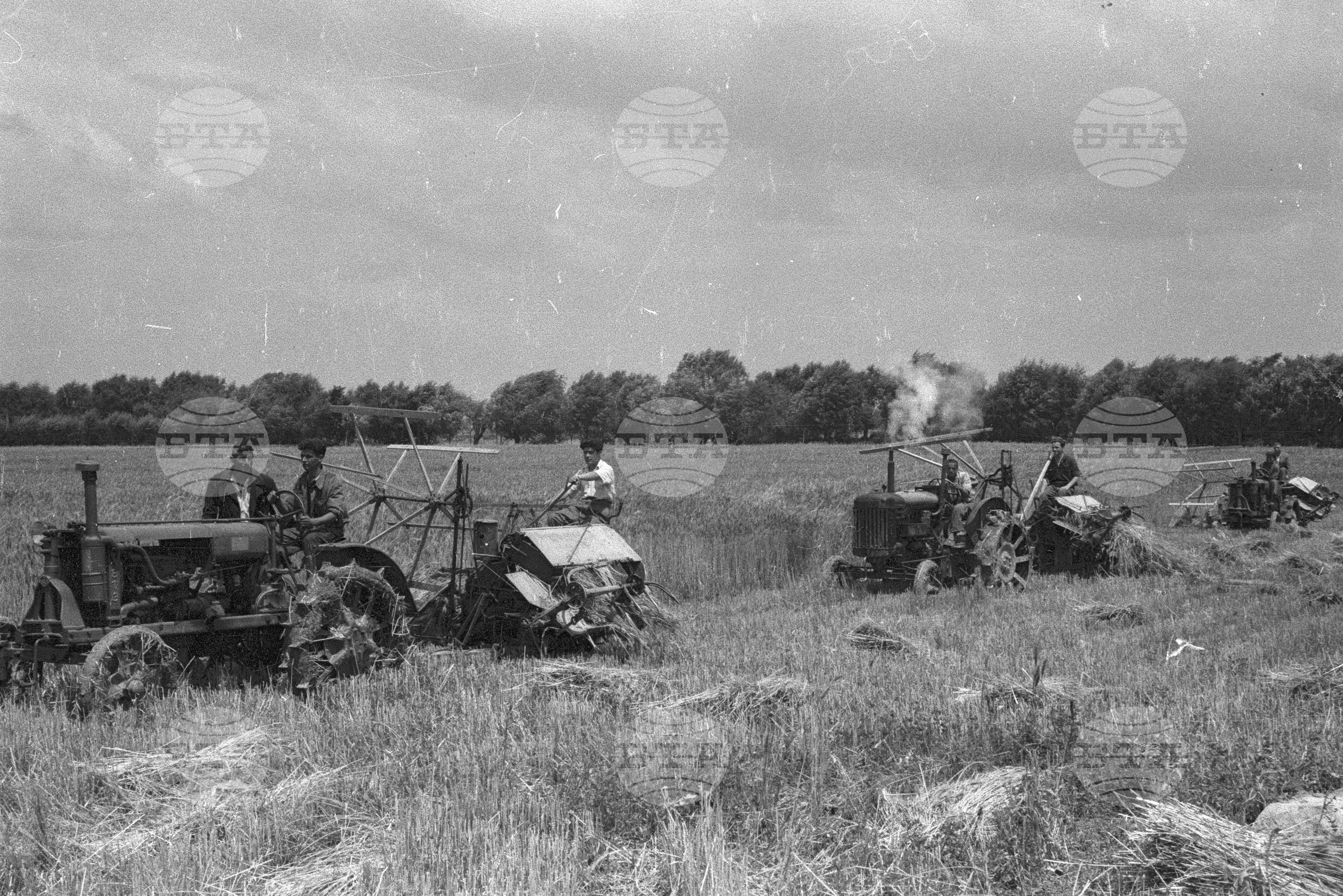 Жътва в Голямо Конаре (дн. гр. Съединение), 1951
