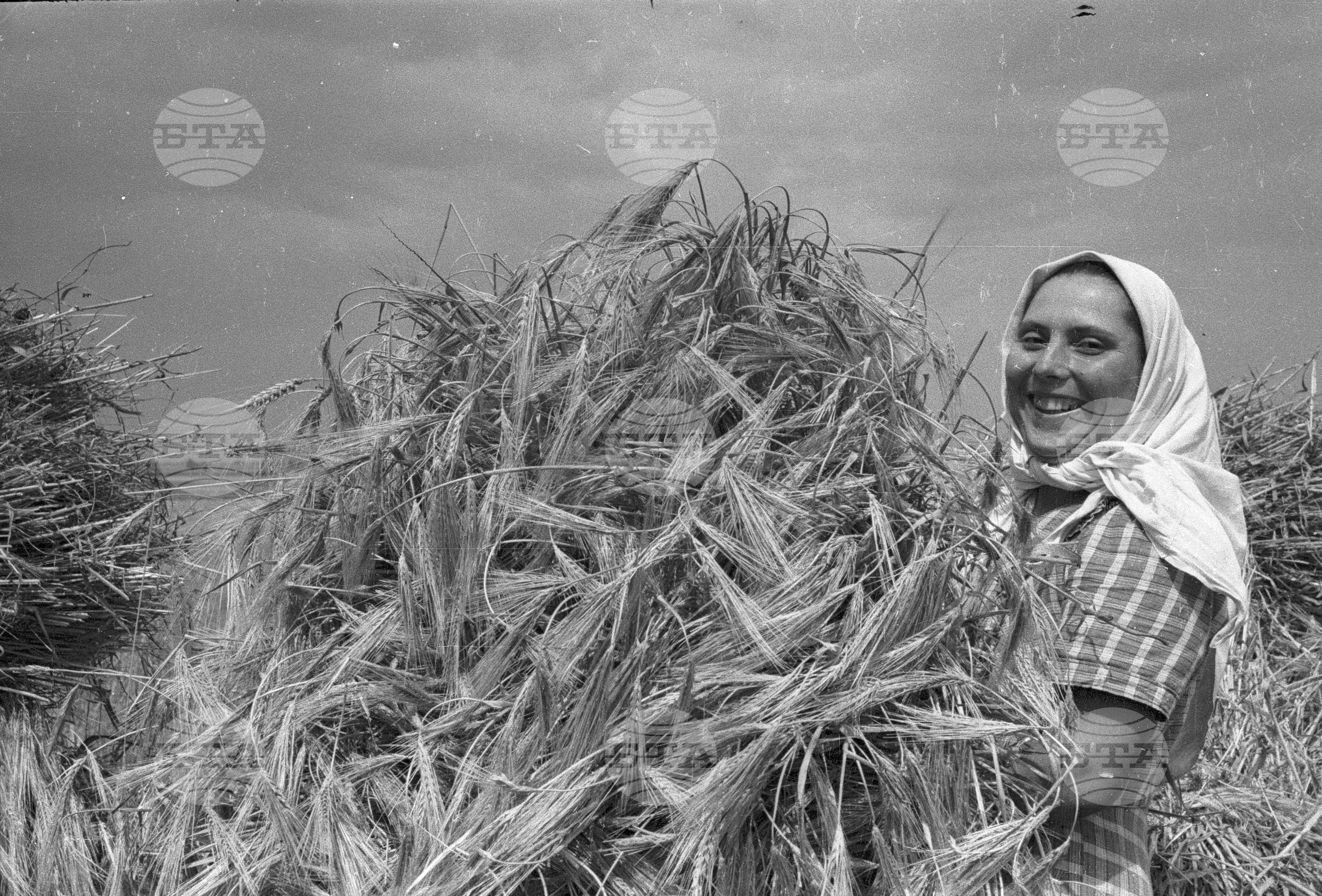 Жътва в Голямо Конаре (дн. гр. Съединение), 1951