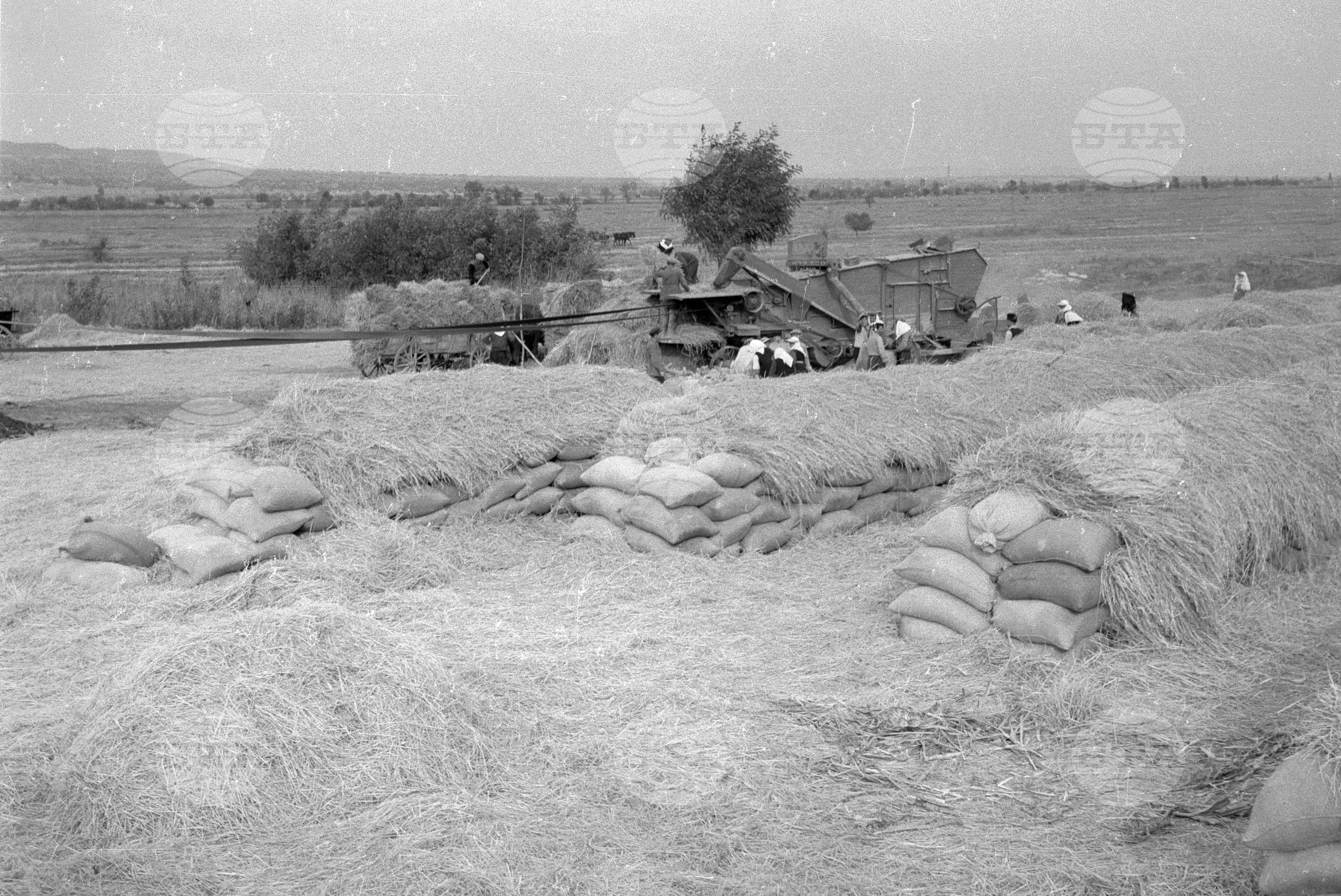 Жътва на ориз. Вършитба на ориз в Павликени - 1953 година