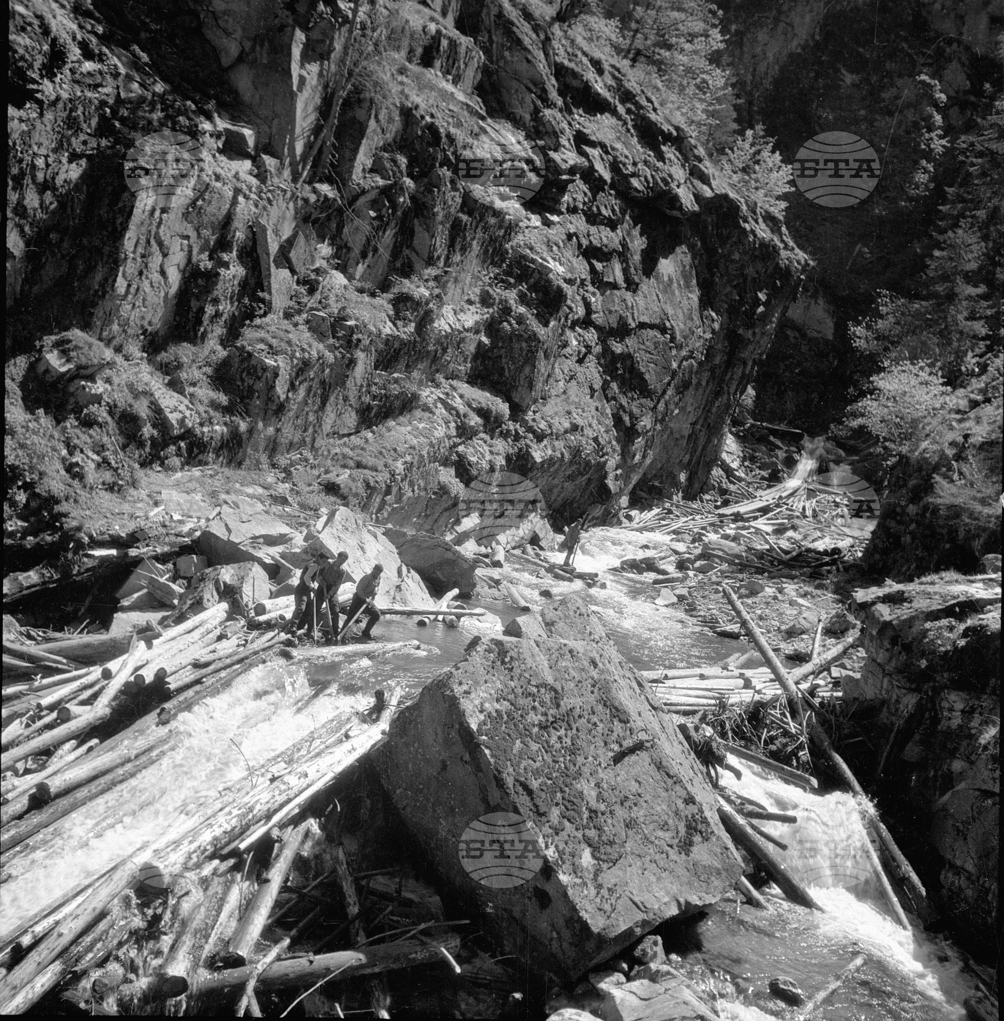 Дърводобив в държавни горски стопанства, 1951 - част 2