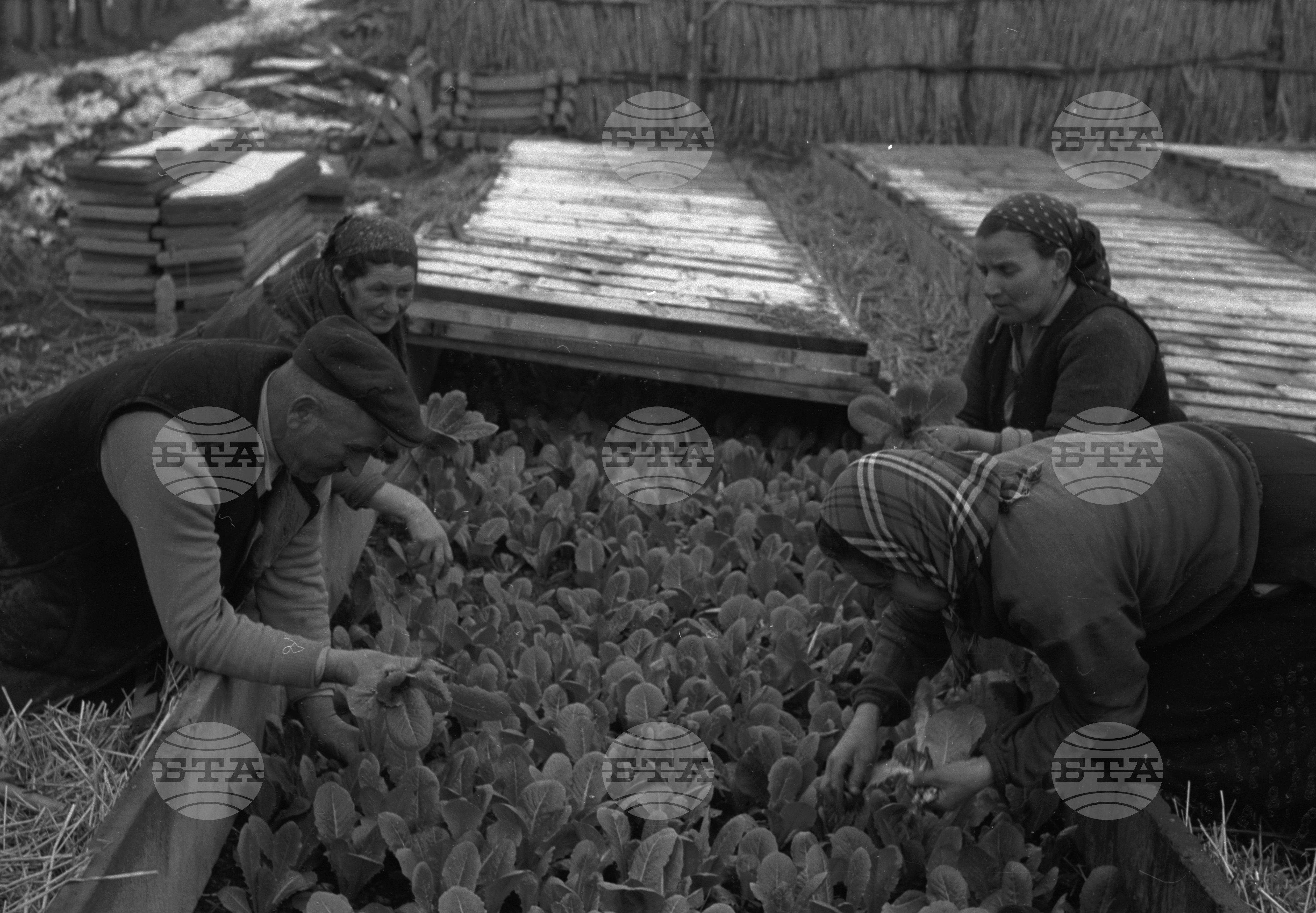 В Трудовото кооперативно земеделско стопанство (ТКЗС) "Ботевградска комуна" - Ботевград, Софийски окръг