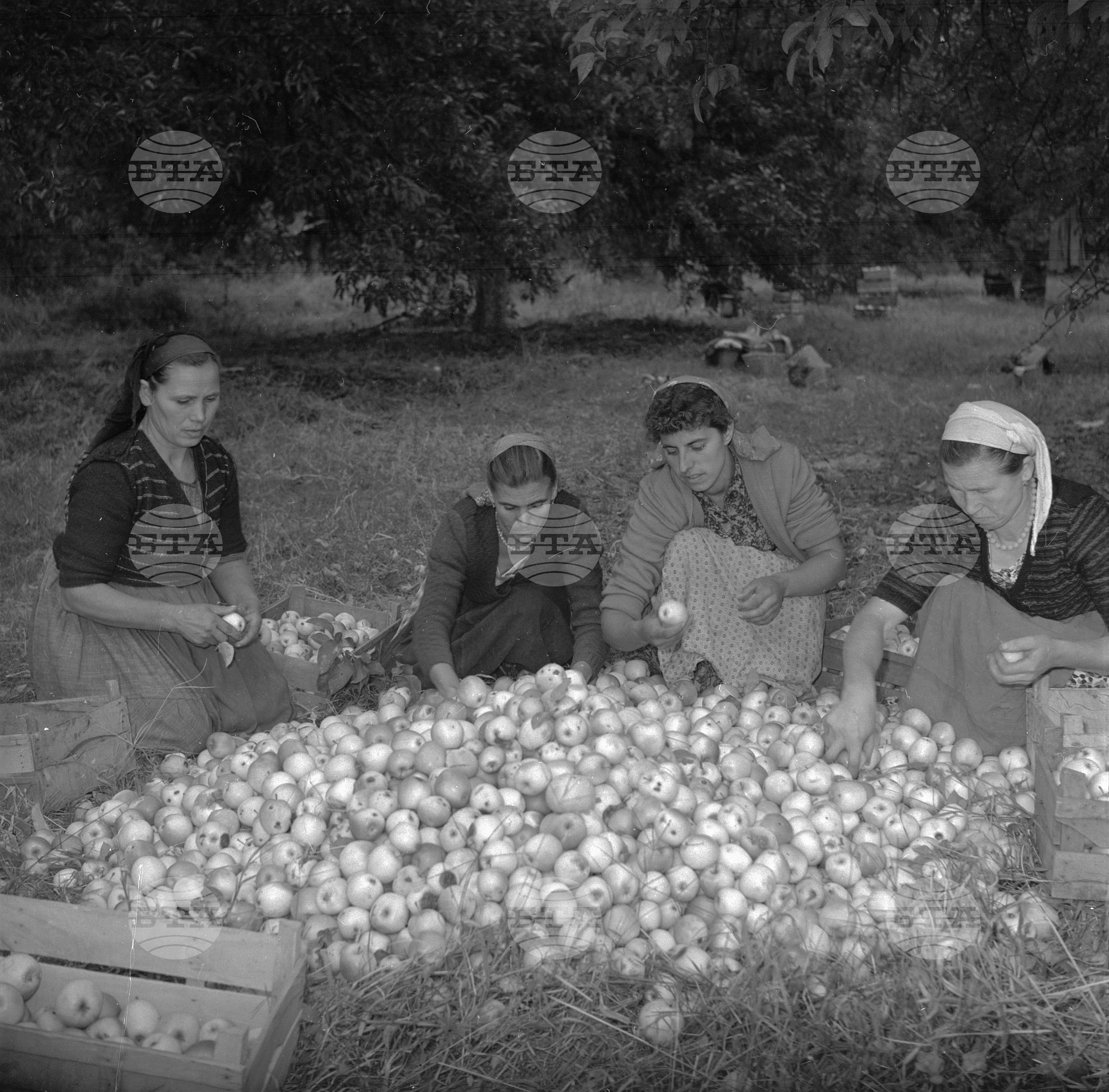 Из Трудовото кооперативно земеделско стопанство (ТКЗС) село Ягодово - Пловдивски окръг