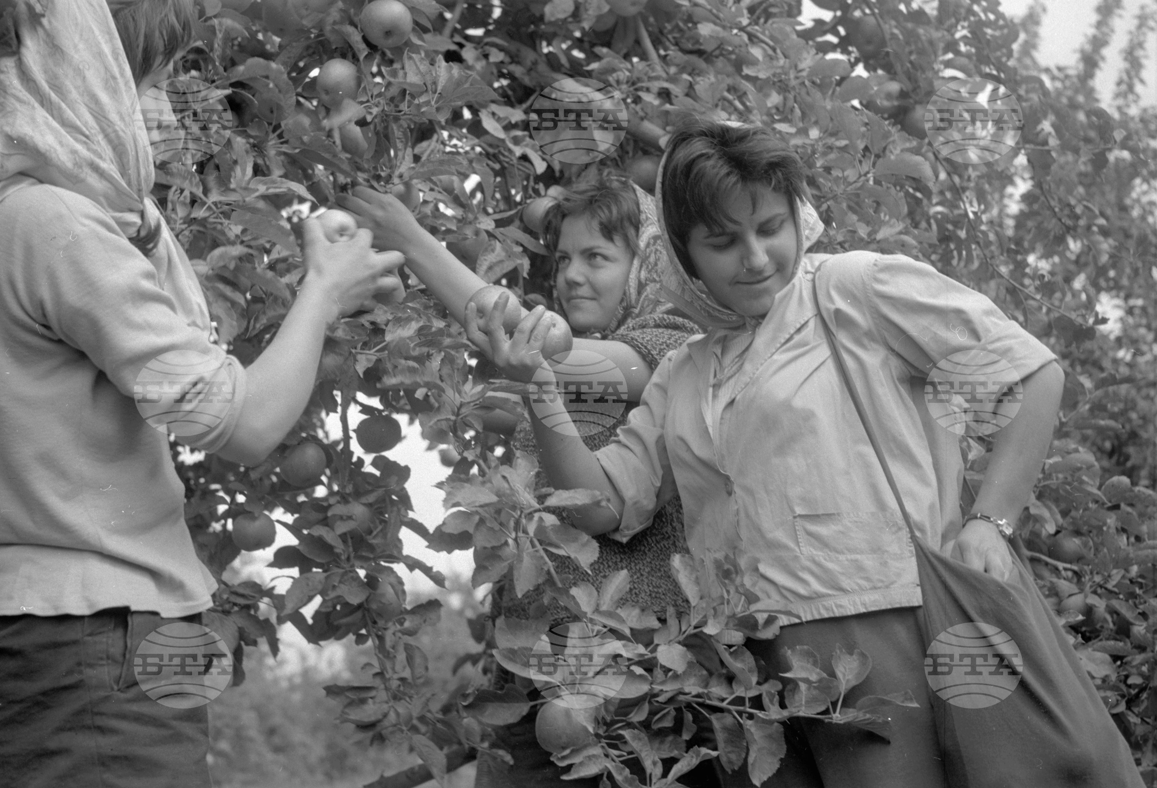 Из Кюстендилски окръг - септември 1962 година