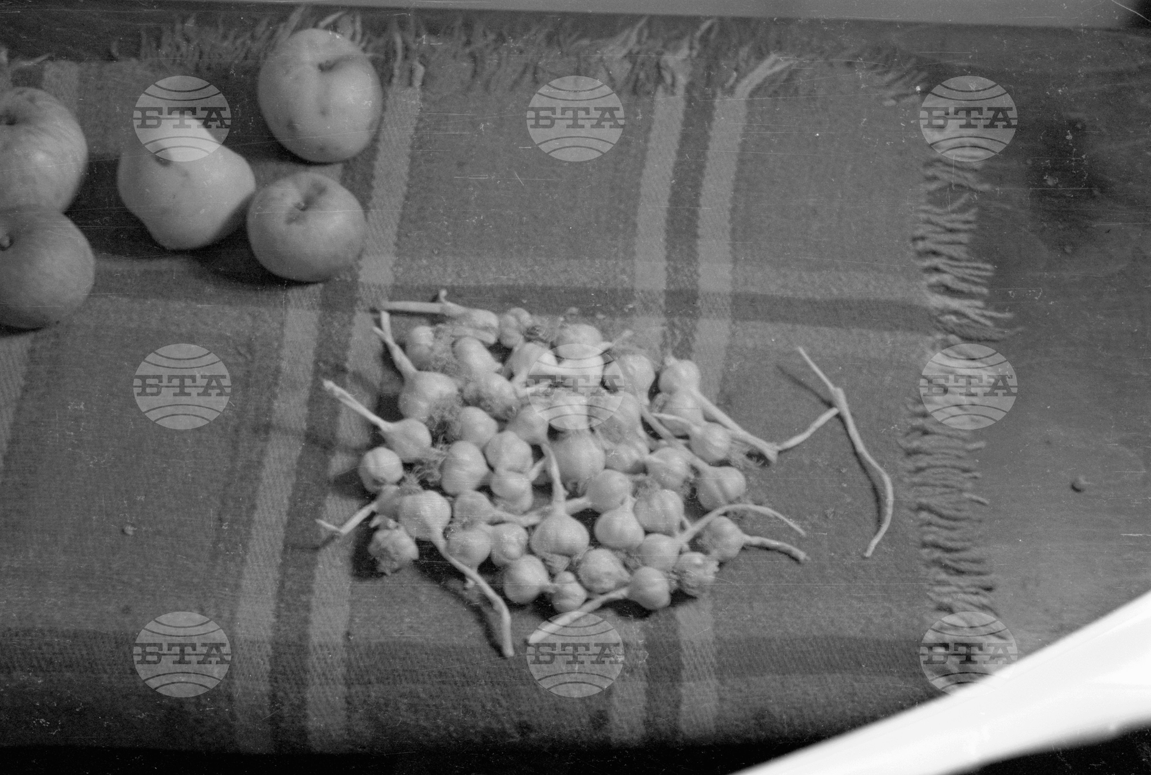 Из Кюстендилски окръг - септември 1962 година