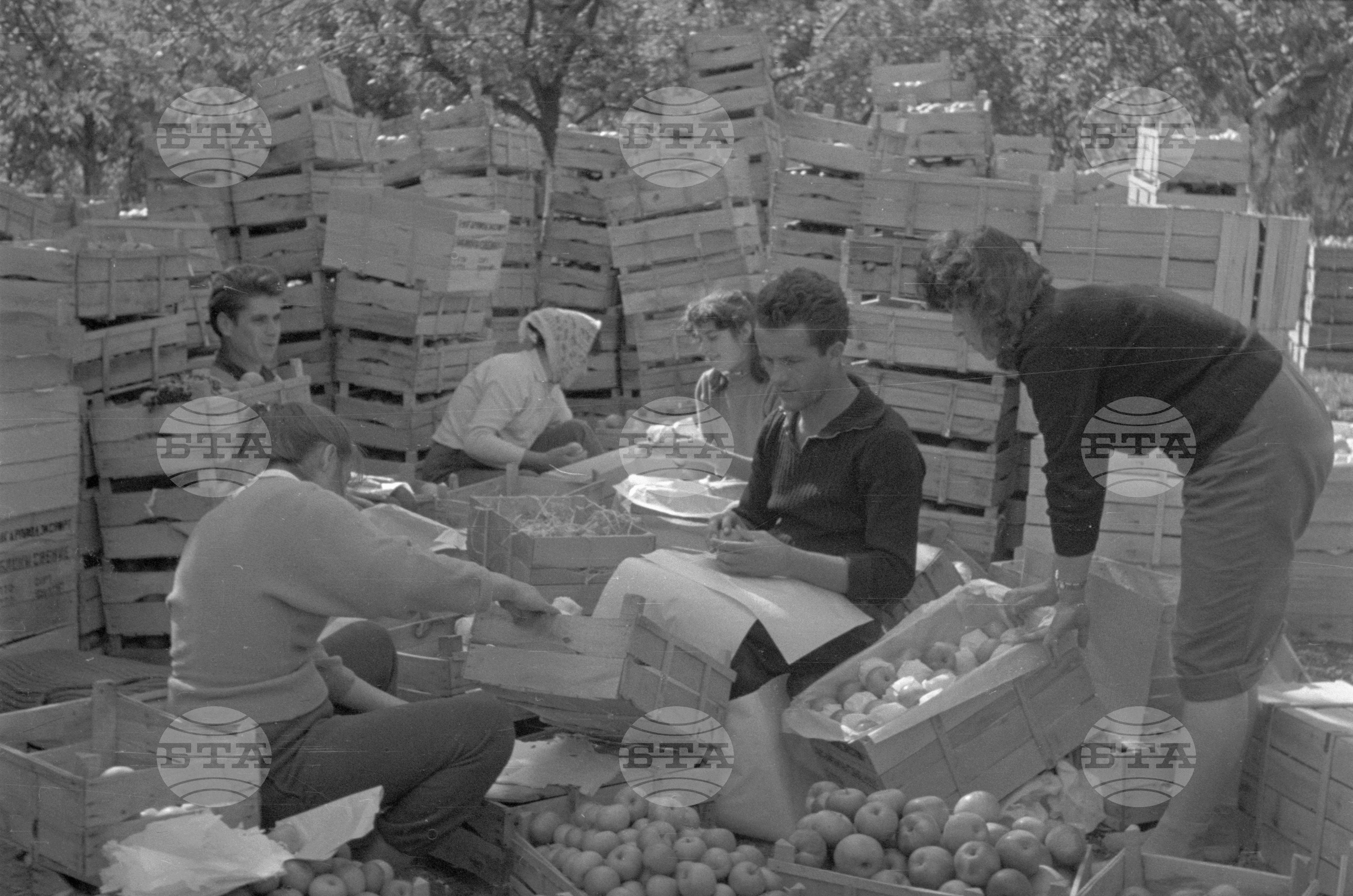 Из Кюстендилски окръг - септември 1962 година