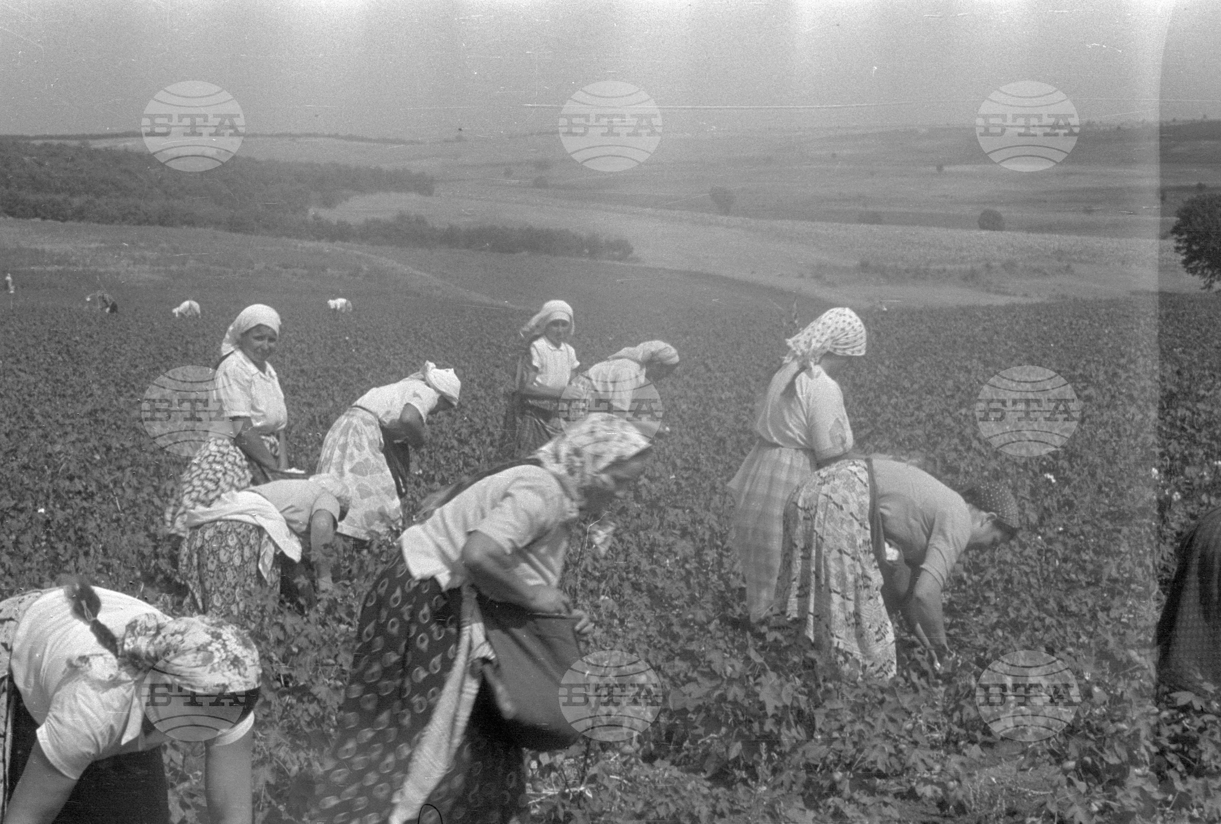 Трудово кооперативно земеделско стопанство (ТКЗС) село Гълъбово, Старозагорско