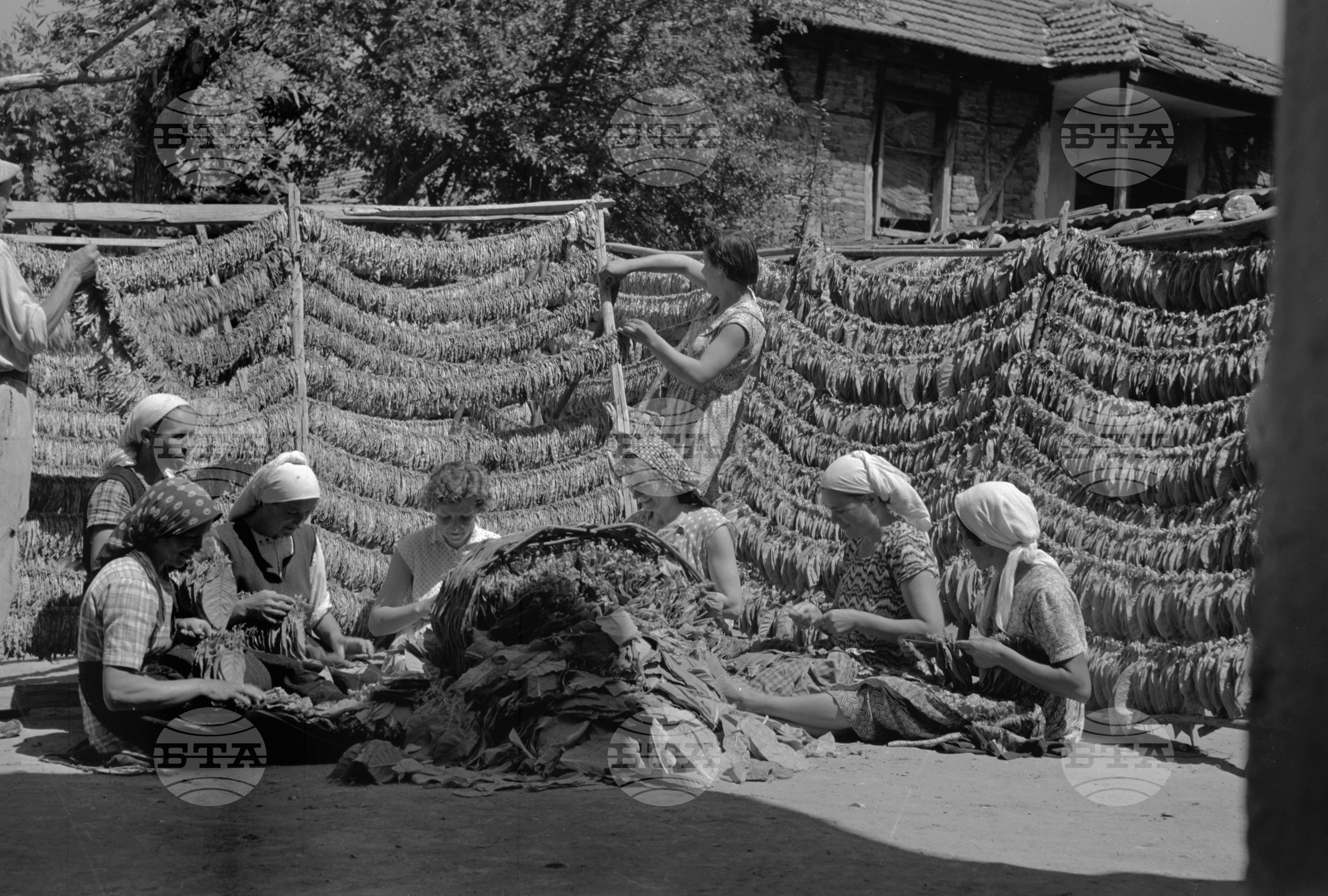 Из Кюстендилски окръг - юли 1962 година част 2
