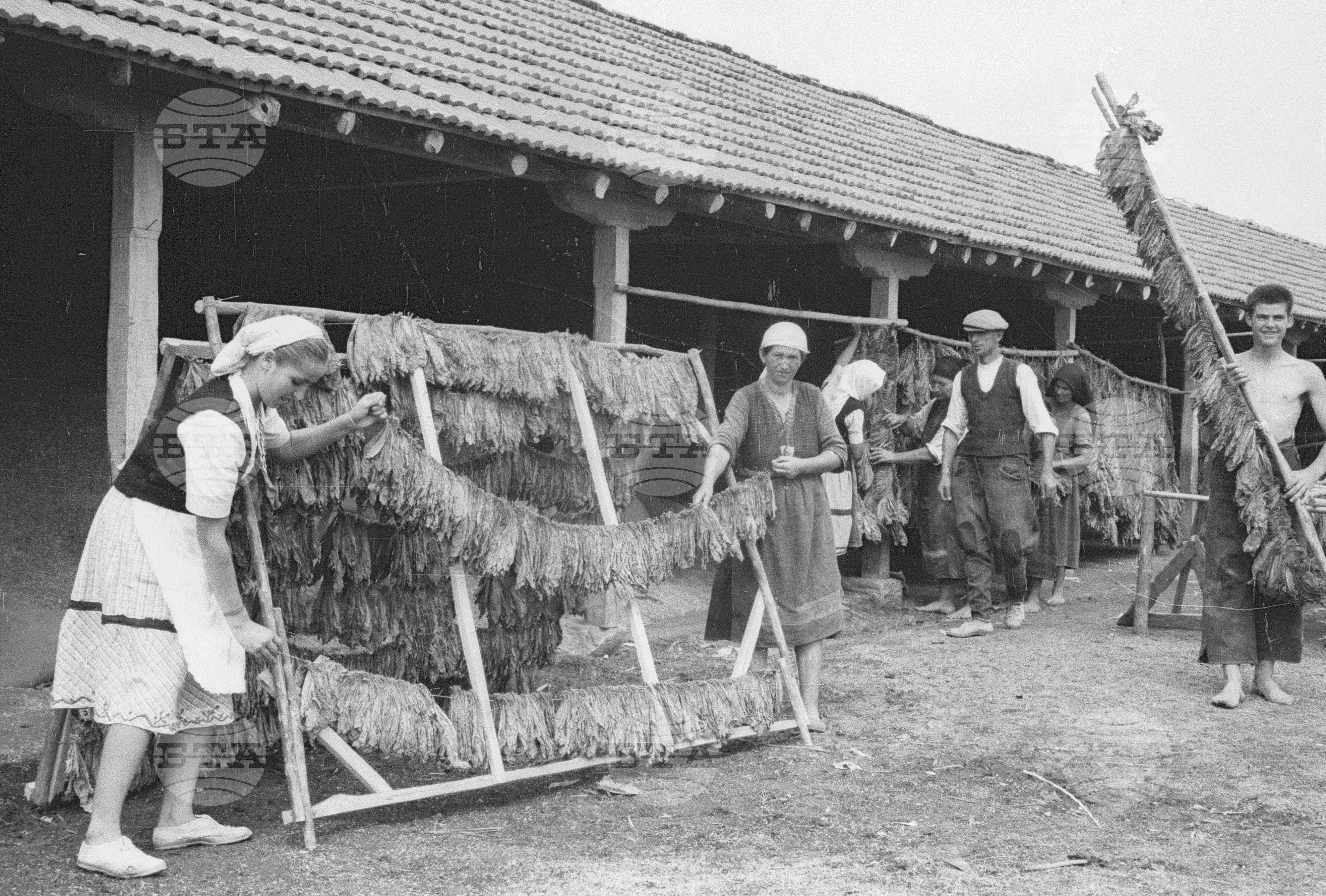 Трудово кооперативно земеделско сдружение (ТКЗС) Сухозем, 1951