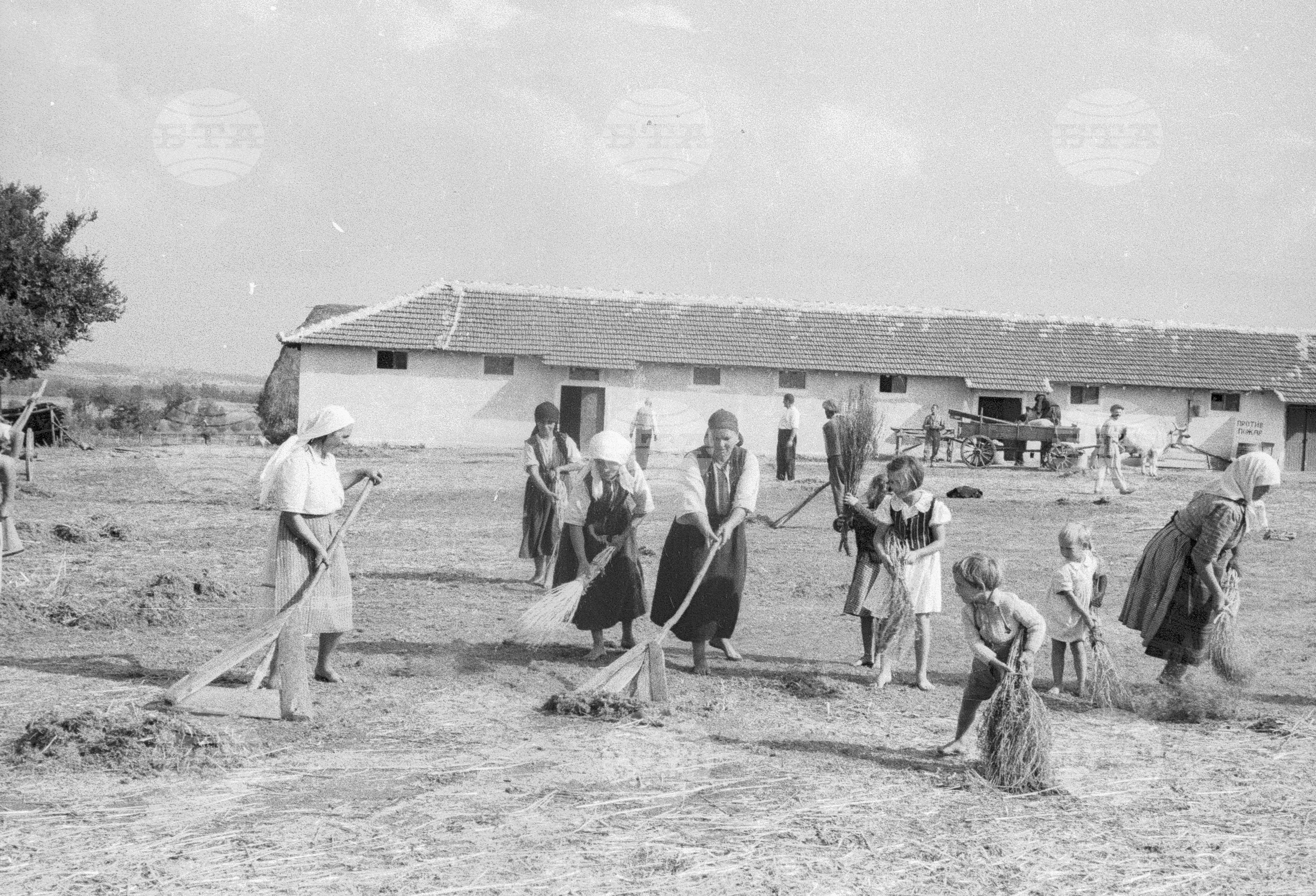Девическа бригада в с. Пищигово от МТС Пазарджик, 1951